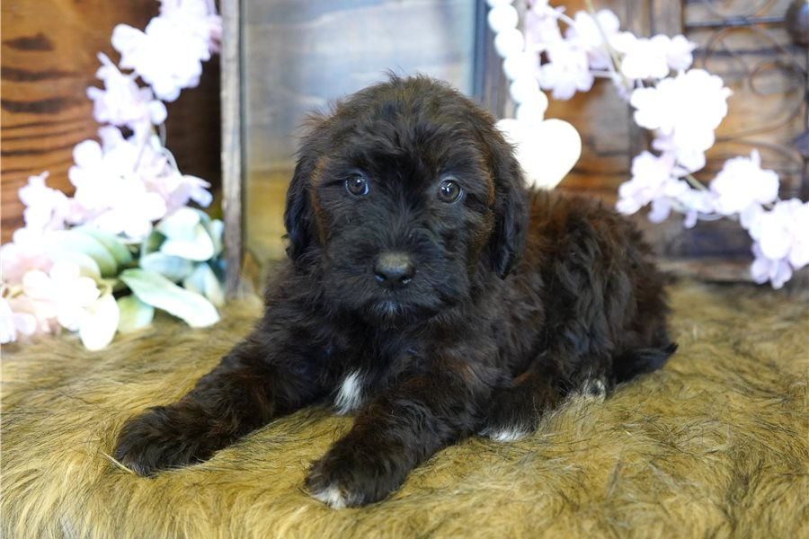 mini-goldendoodle-puppy-picture-7469cdbc-177d-442a-aab1-784eca79cabb.jpg