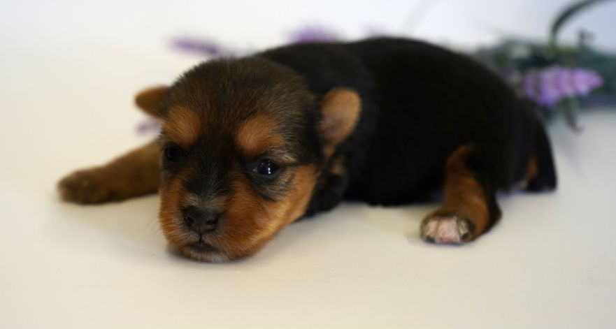 yorkshire-terrier-yorkie-puppy-picture-b9071ed2-7342-4b80-b8d0-e5842c3a7534_edited.jpg
