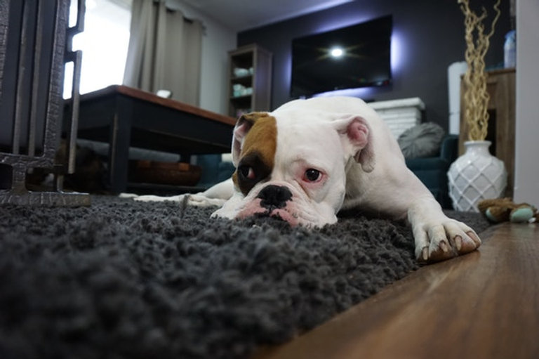 Dog laying on Rug