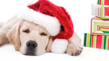 Merry Christmas From Adimus Dog Services