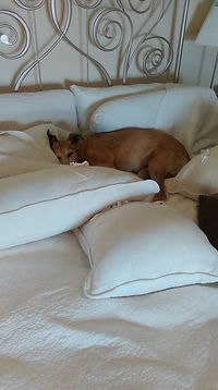 Dog sleeping amoungst pillows