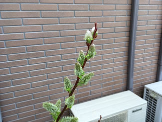 ネコヤナギ