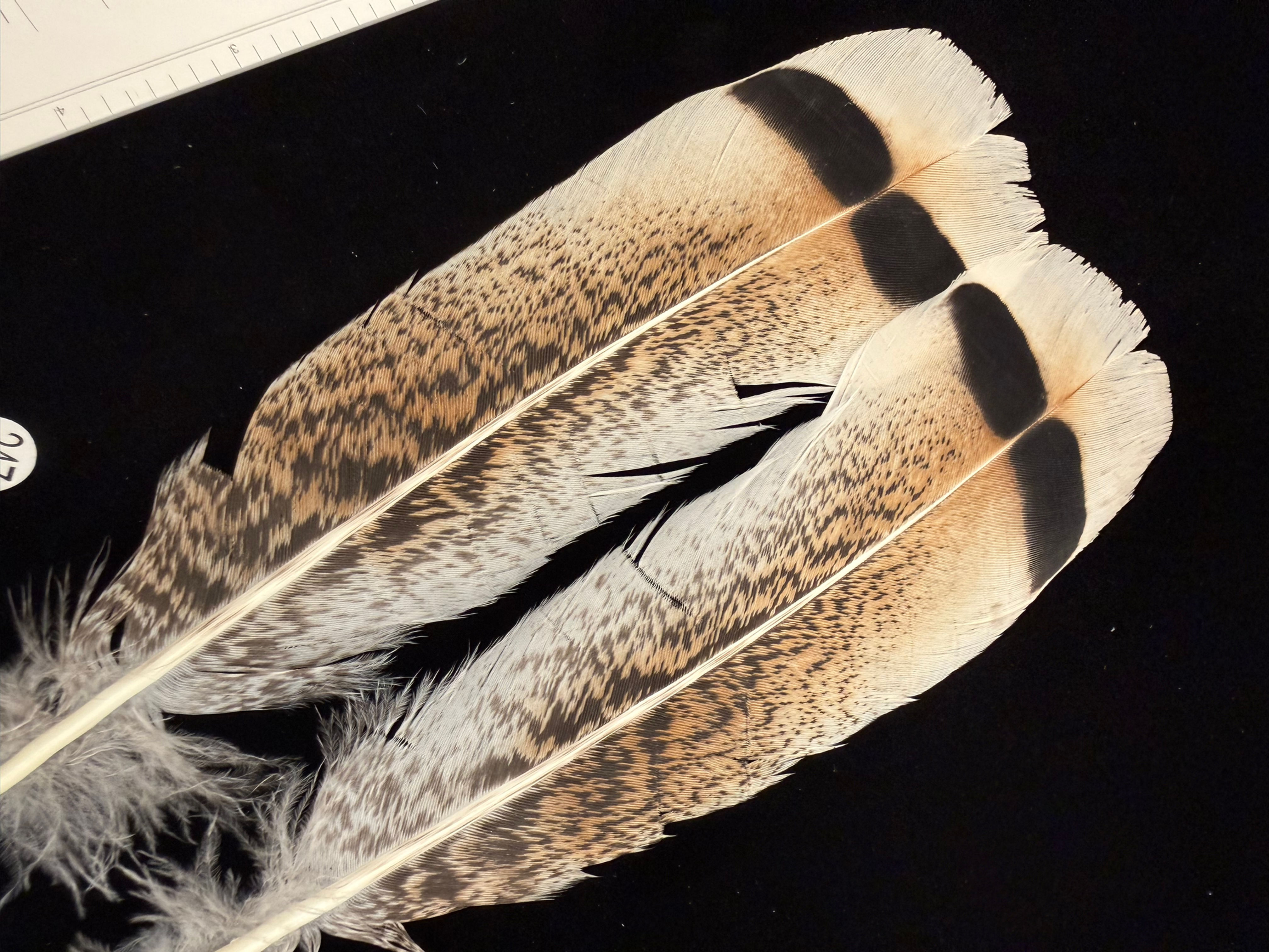 Lucas/Cullen Cinnamon  Turkey Feathers 246