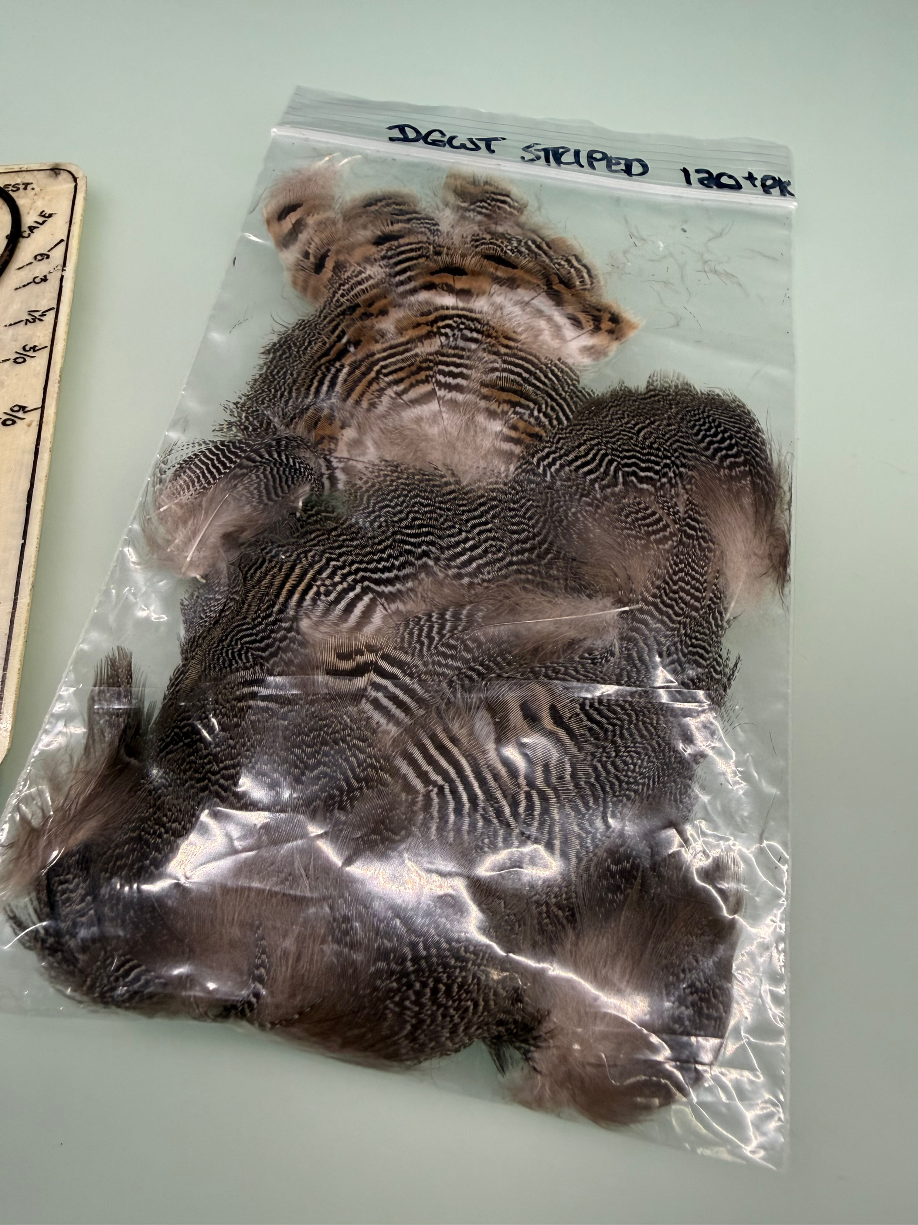 Green Wing Teal Stripped body 120+ Feathers #44