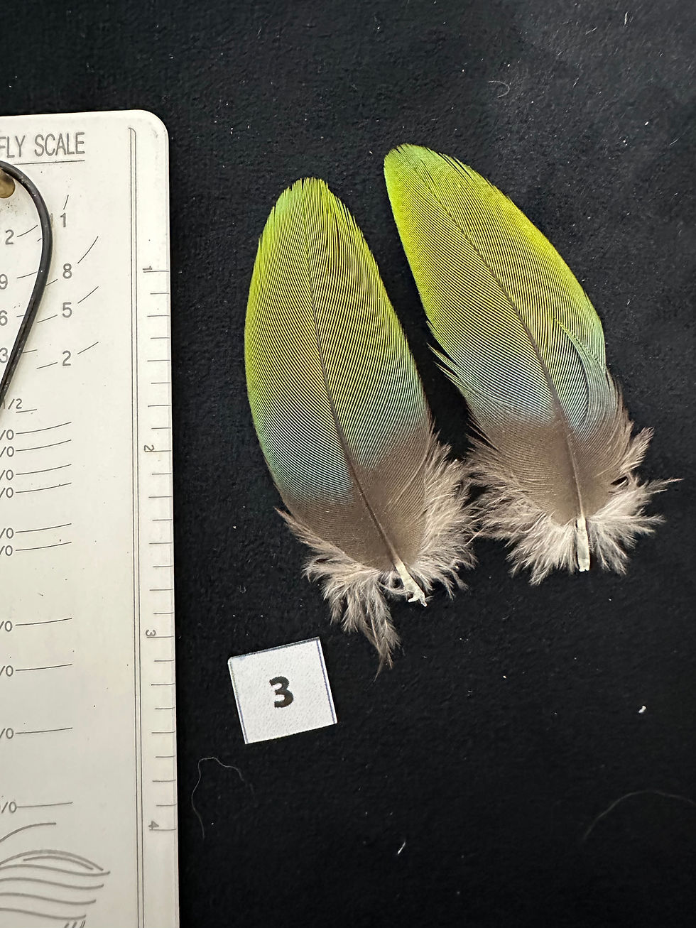 Thumbnail: Matched Macaw parrot feathers for Salmon flies 4-19