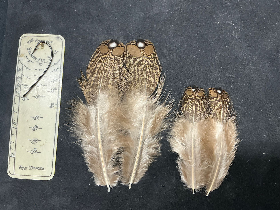 Thumbnail: Satyr Tragopan Pheasant  feathers
