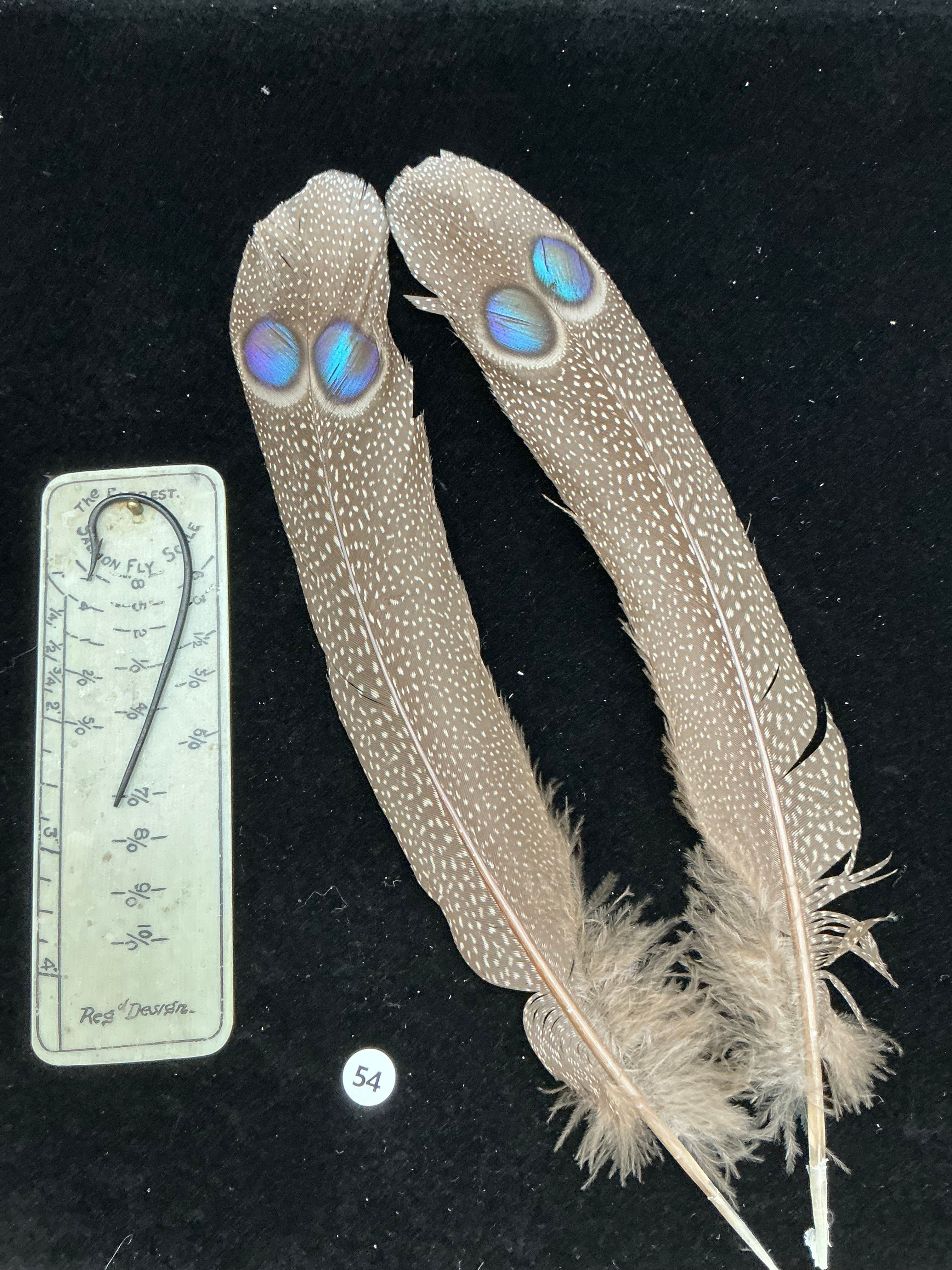 Grey Peacock Pheasant  Double  Eye Tail Feathers  #54
