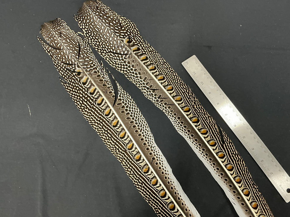 Thumbnail: Great Argus Pheasant  Secondary feather pair 23C