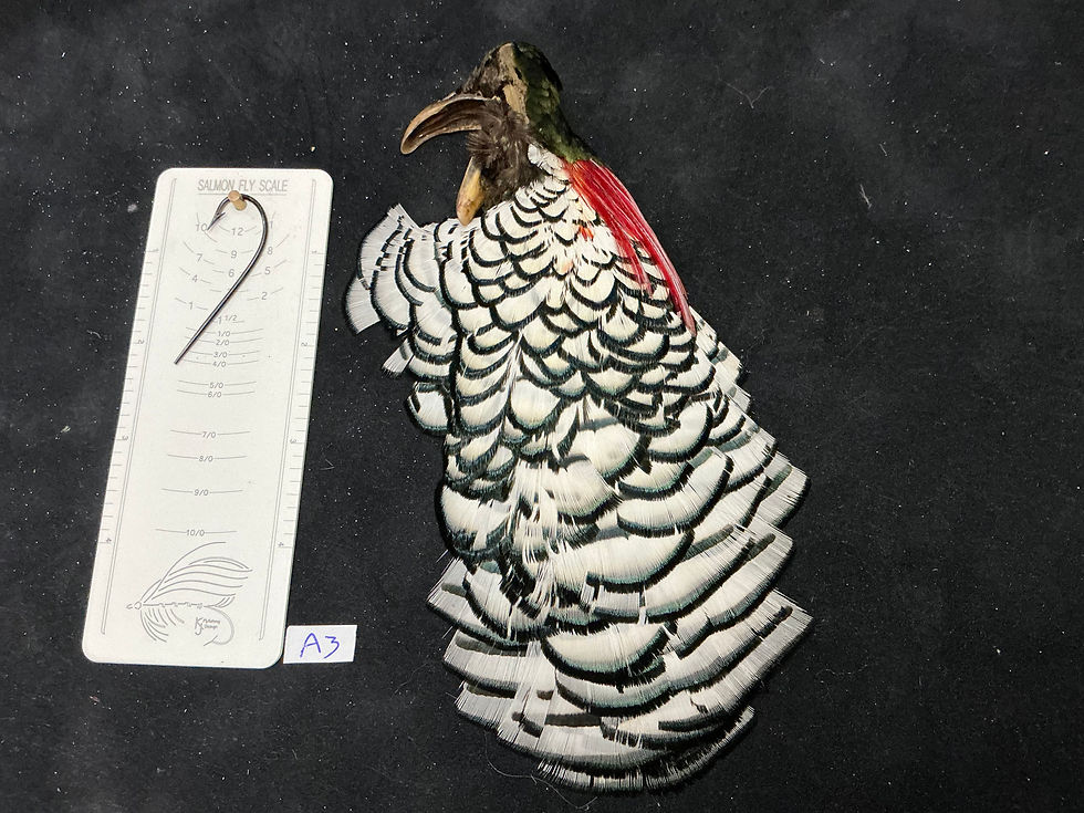 Thumbnail: Lady Amherst Pheasant Tippets Patch feathers A3