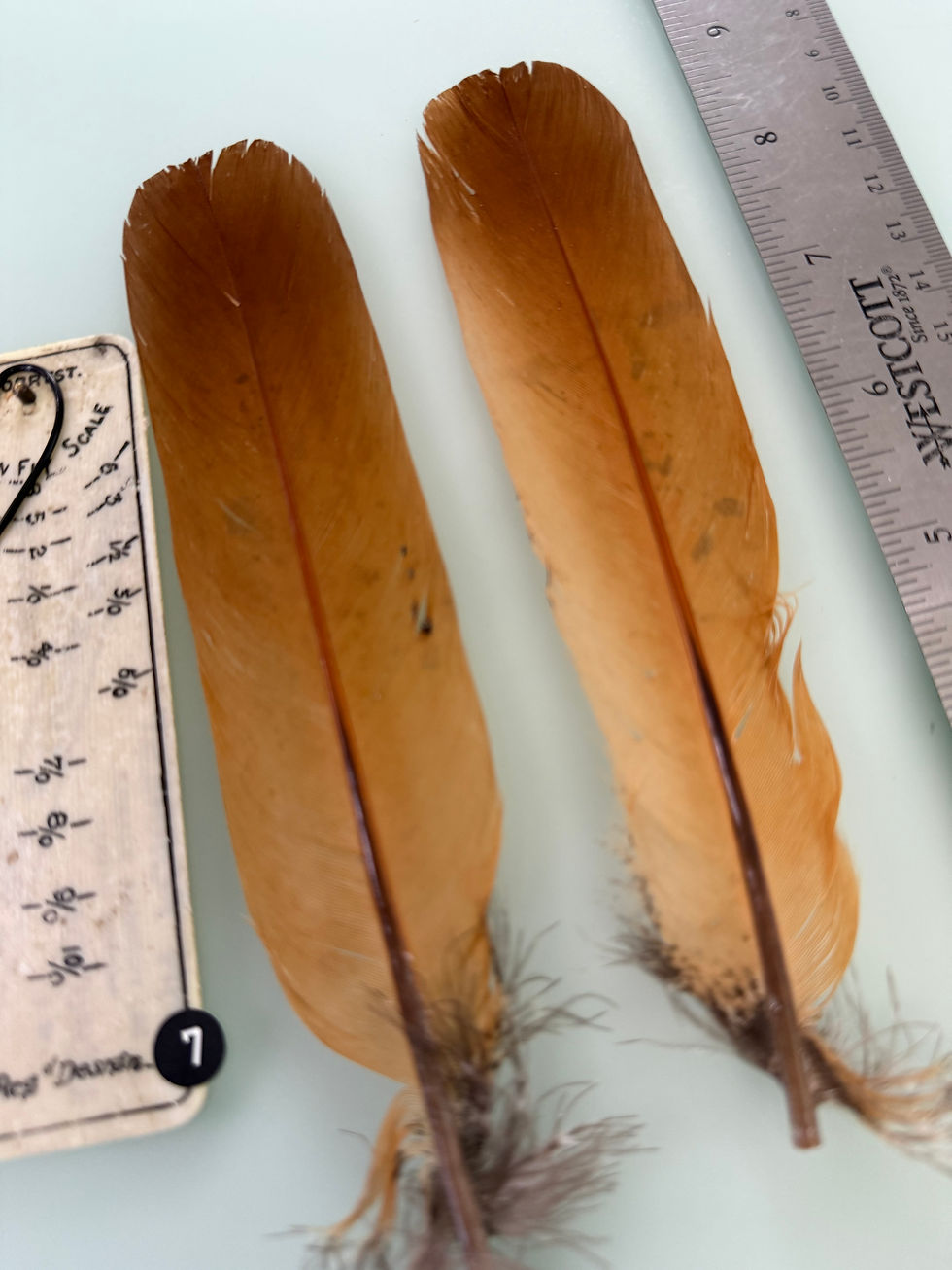 Thumbnail: Monal Impeyan Pheasant  tail feathers