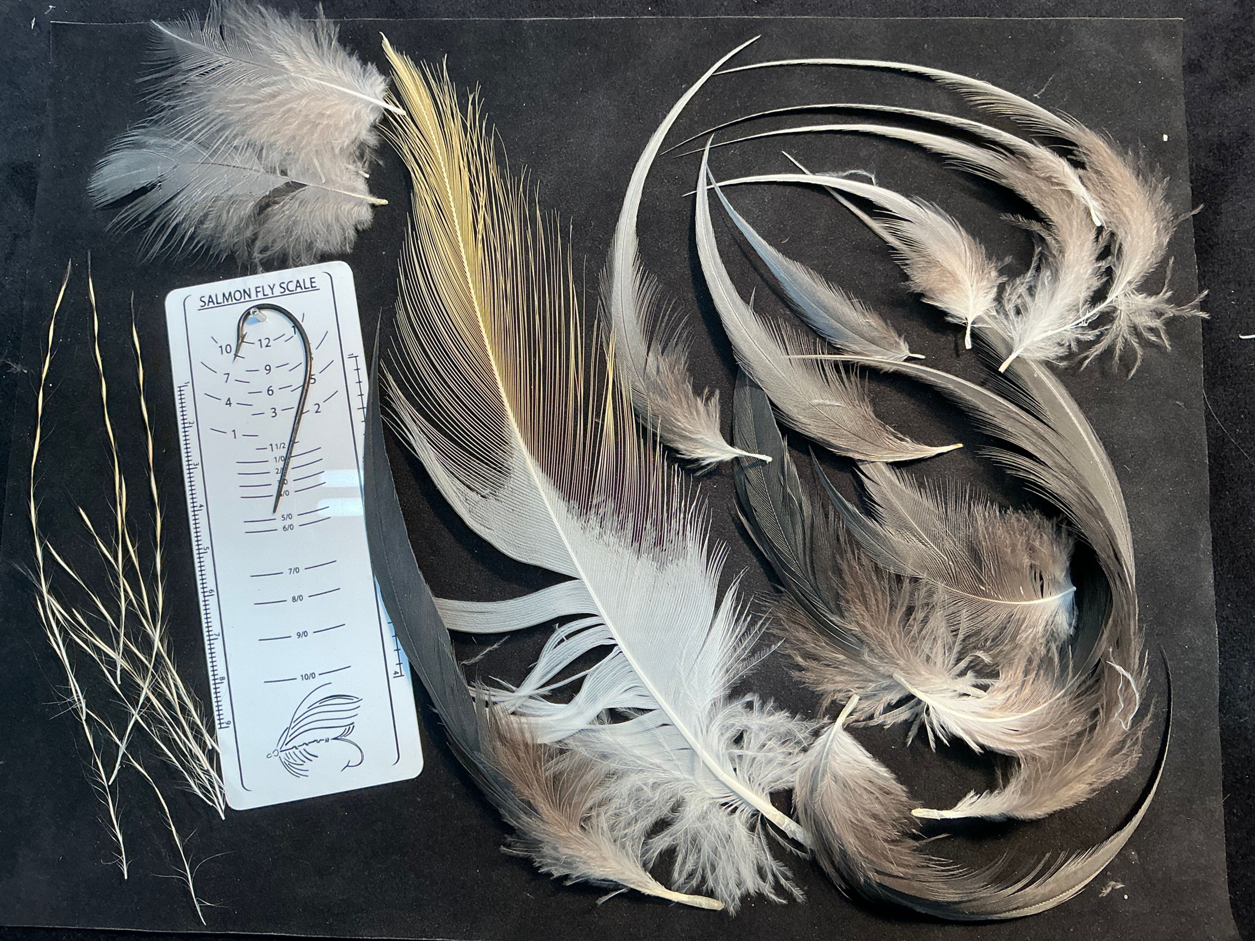 African Crowned Crane