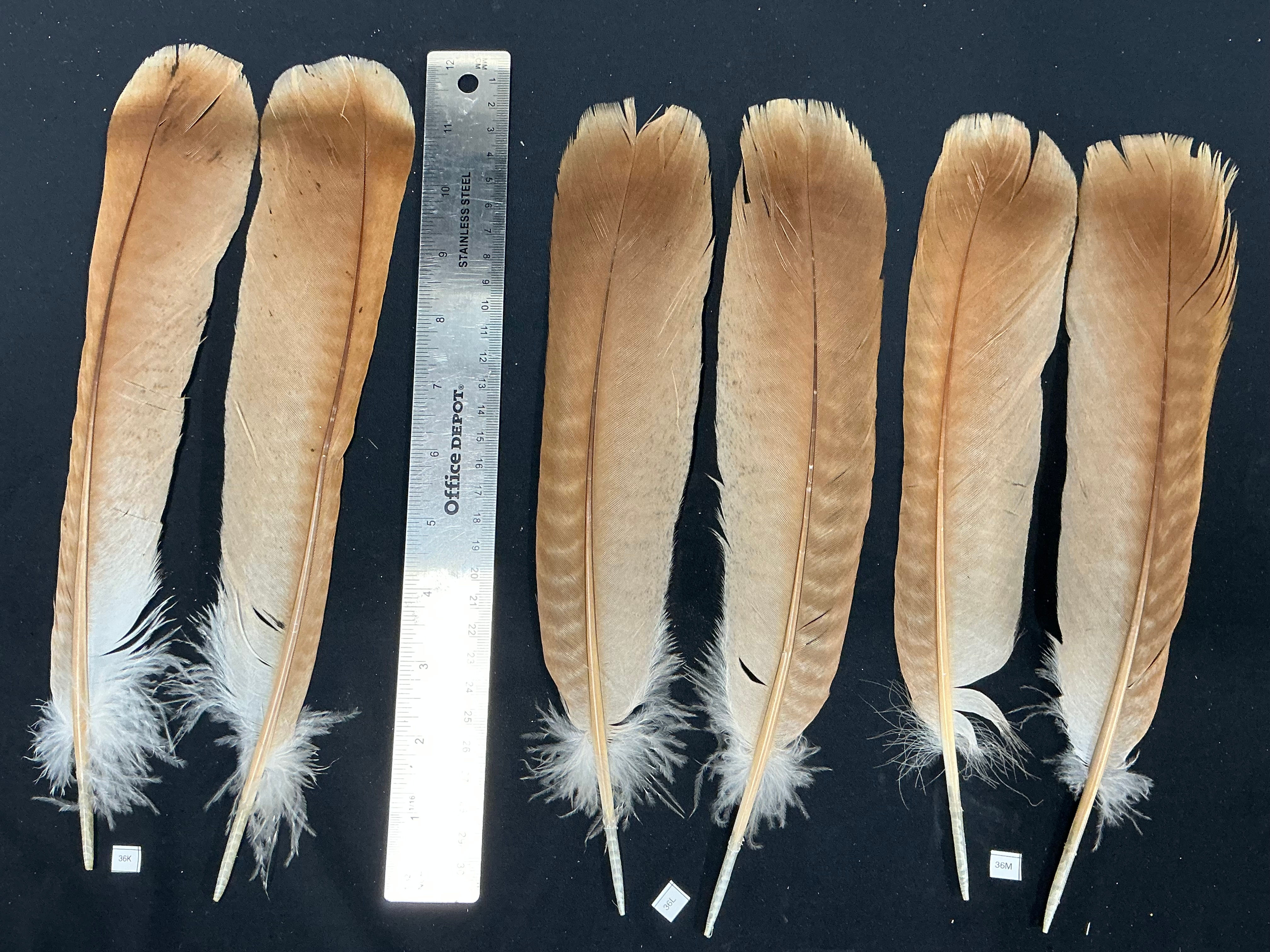 Cinnamon  Turkey tail feathers