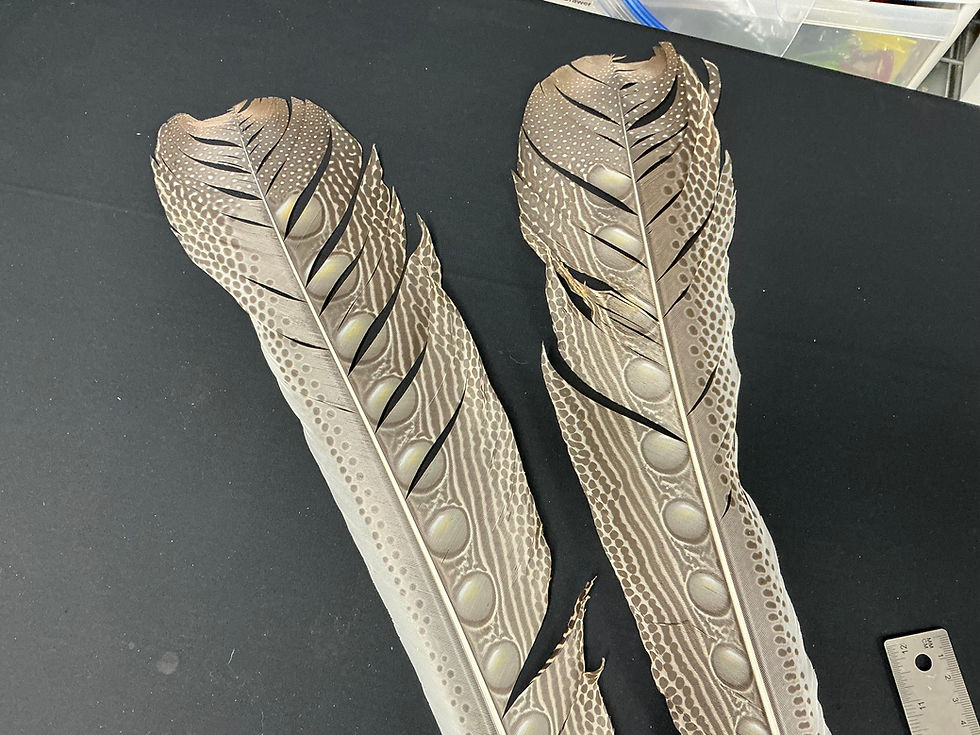 Thumbnail: Great Argus Pheasant  Secondary feather pair B77
