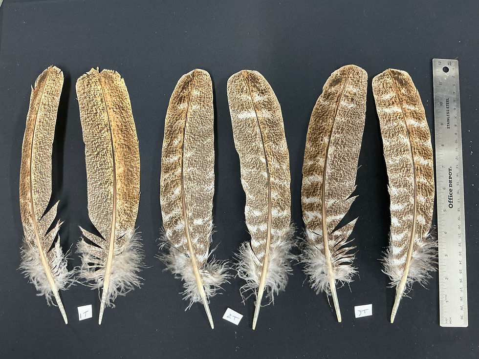 Thumbnail: Silver Cinnamon Tipped Sweet Grass Turkey feathers