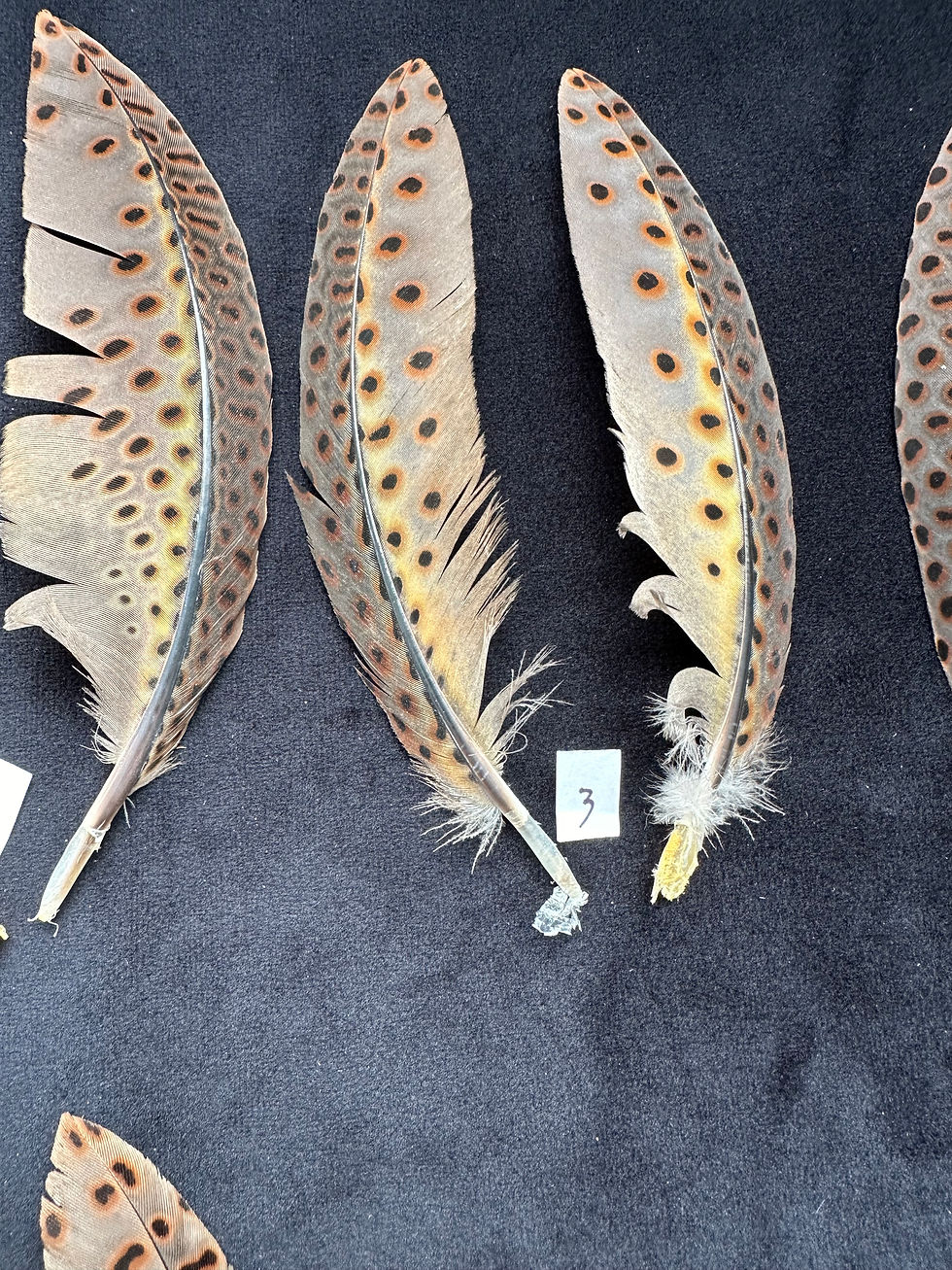 Thumbnail: Great Argus Pheasant wing covert feathers