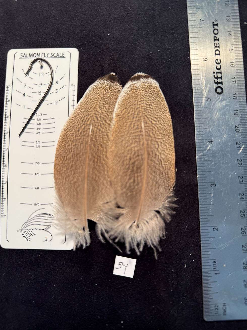 Thumbnail: Kori Bustard feather pairs as see in pictures.
