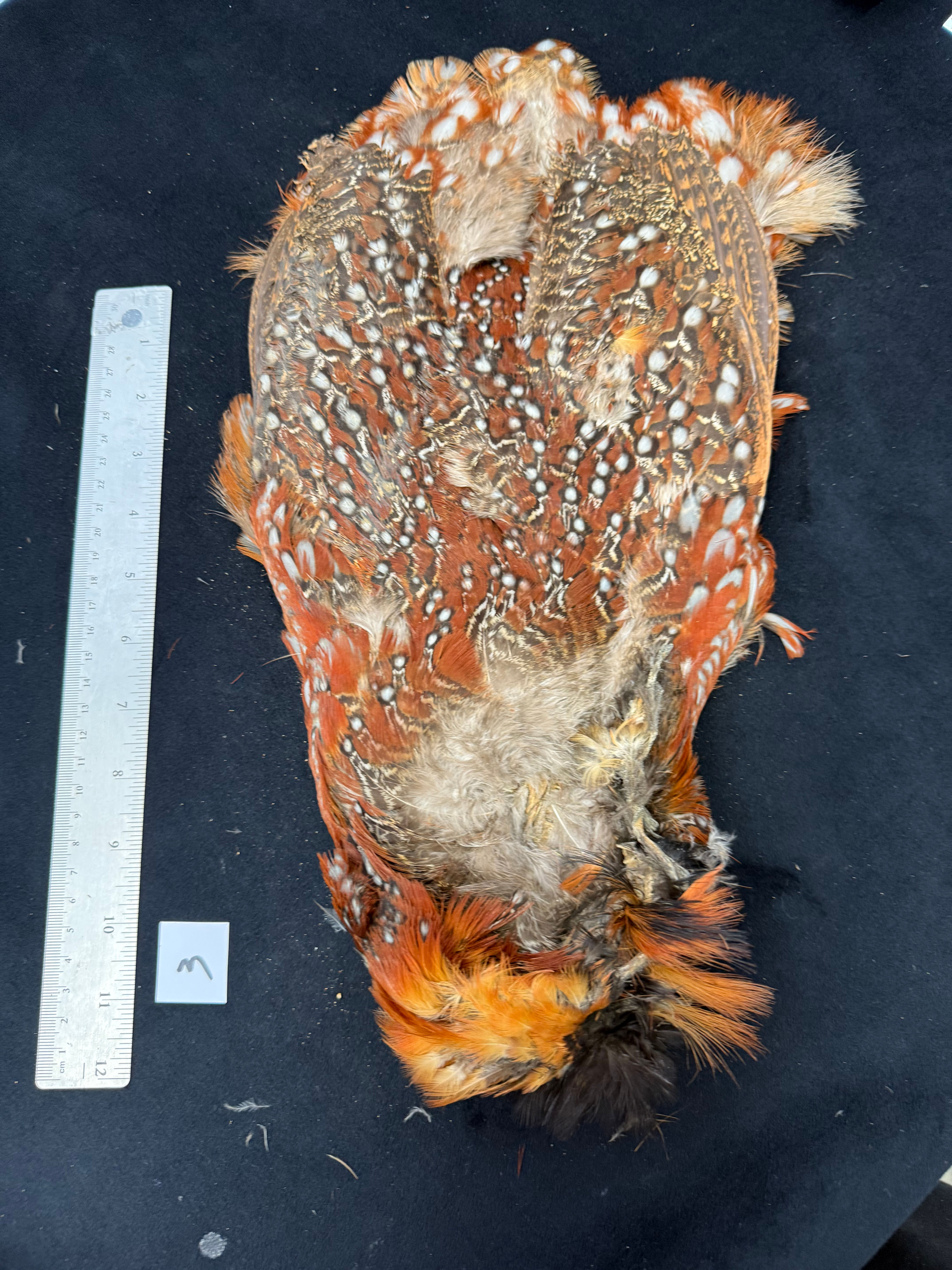 Temminck's Tragopan bird skin from Ronn Lucas Collection 3
