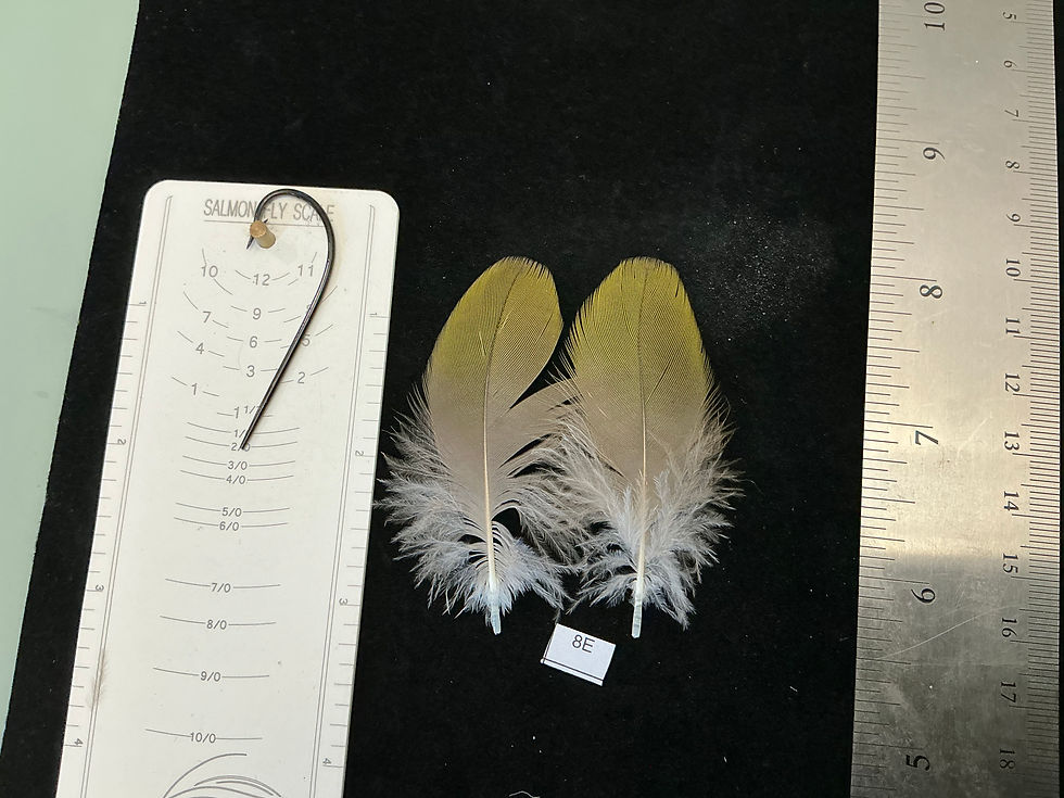 Thumbnail: Matched  parrot feathers for  Salmon Flies 7T-8I