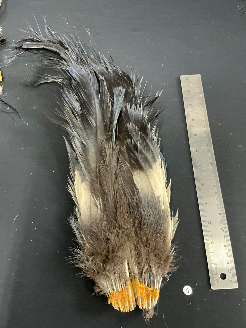 Thumbnail: Blue Eared Pheasant complete tail #1