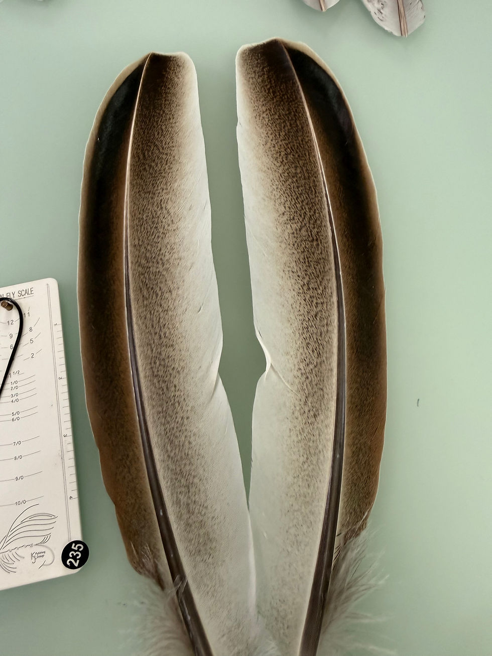 Thumbnail: Lucas Premium Chocolate Turkey Feathers 235A