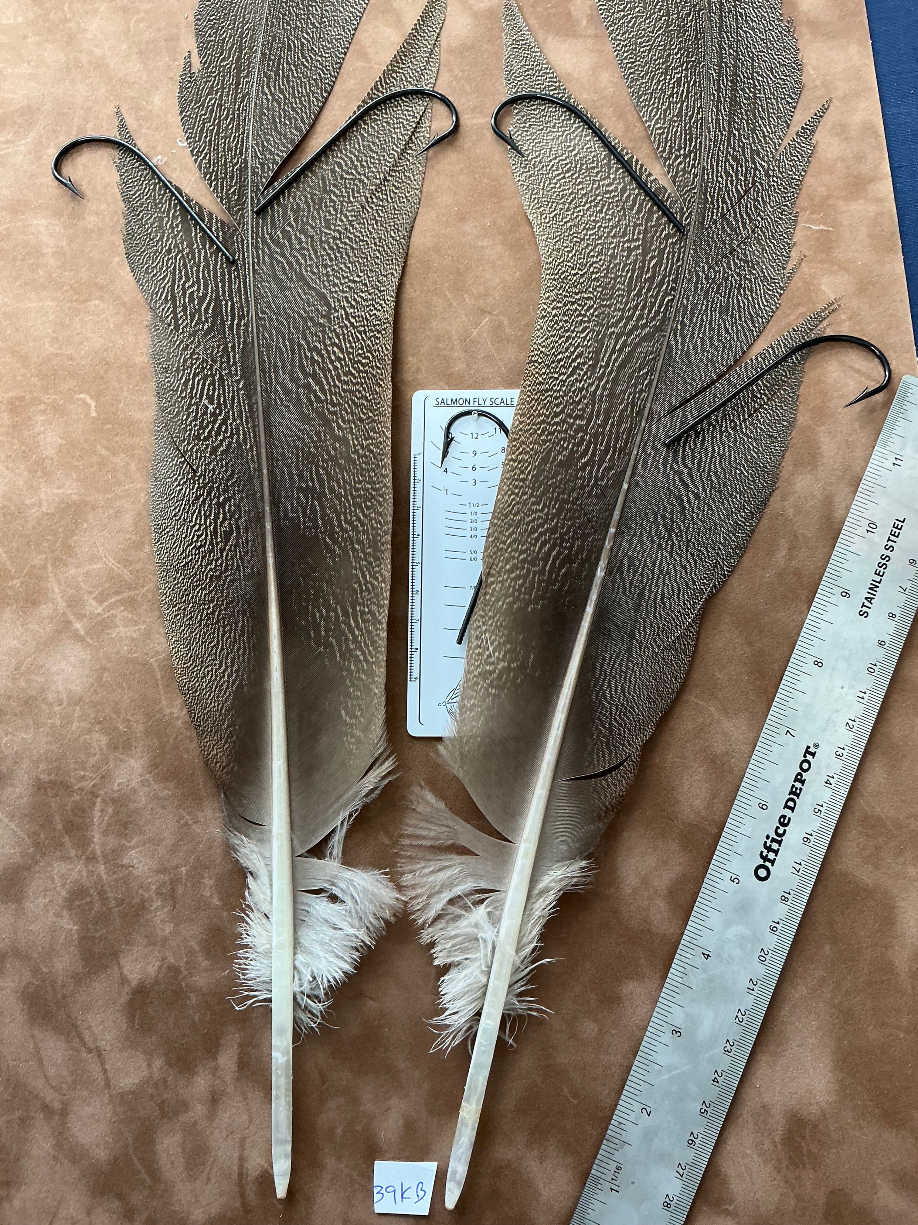HIUGE Kori Bustard feather pair as shown in photos