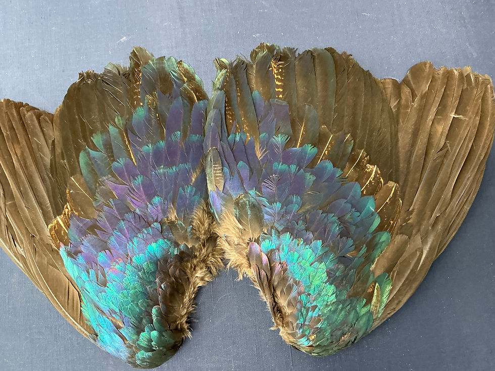 Thumbnail: Monal Impeyan Pheasant bird wings