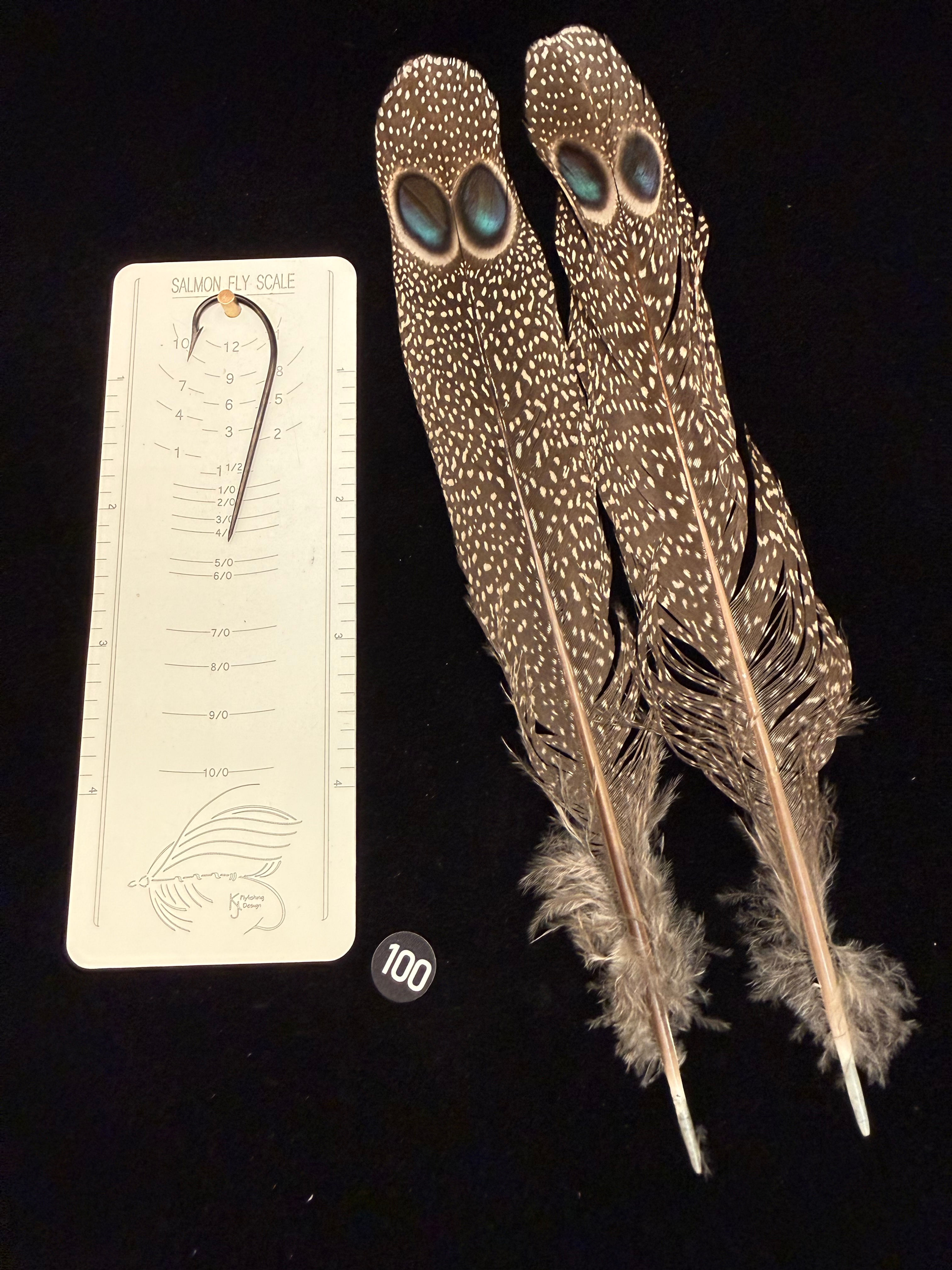 Peacock Pheasant Double Eye Tail Feathers #100