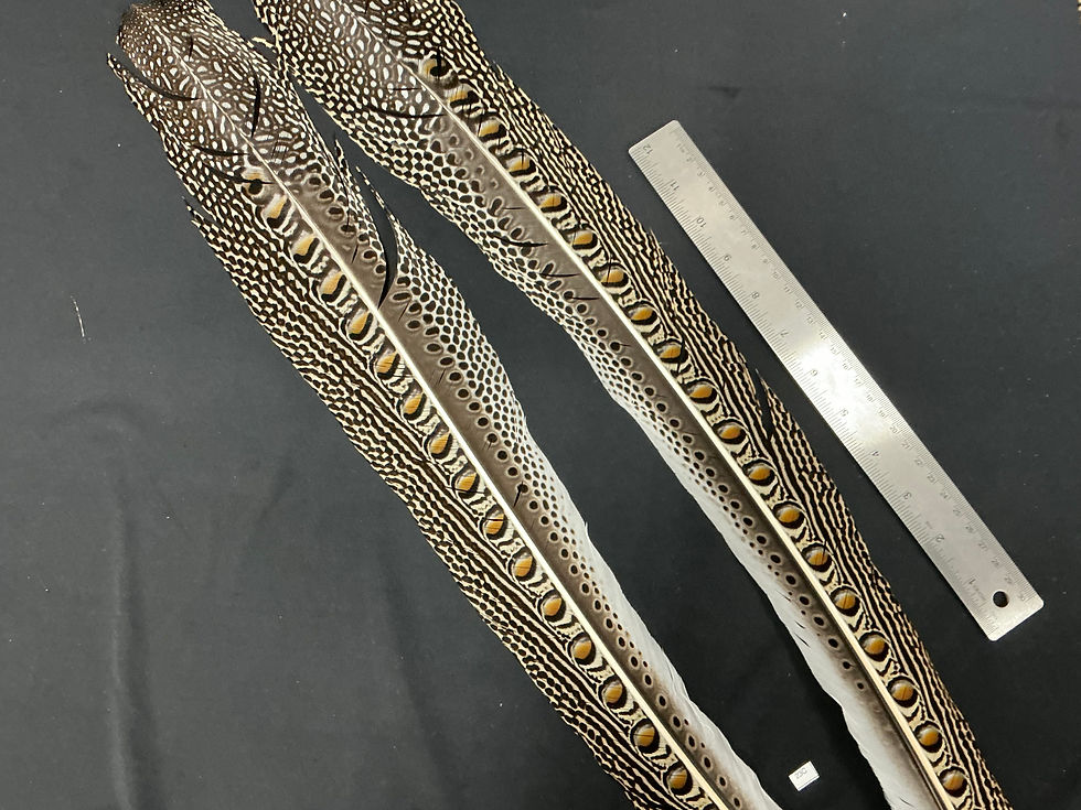Thumbnail: Great Argus Pheasant  Secondary feather pair 23C