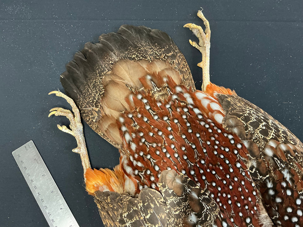 Thumbnail: Temminck's Tragopan bird skin from Ronn Lucas Collection 1