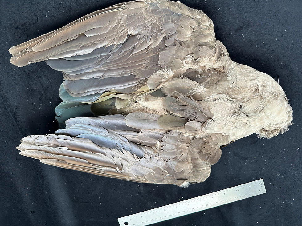 Thumbnail: Hadada Ibis bird skin from Ronn Lucas Collection