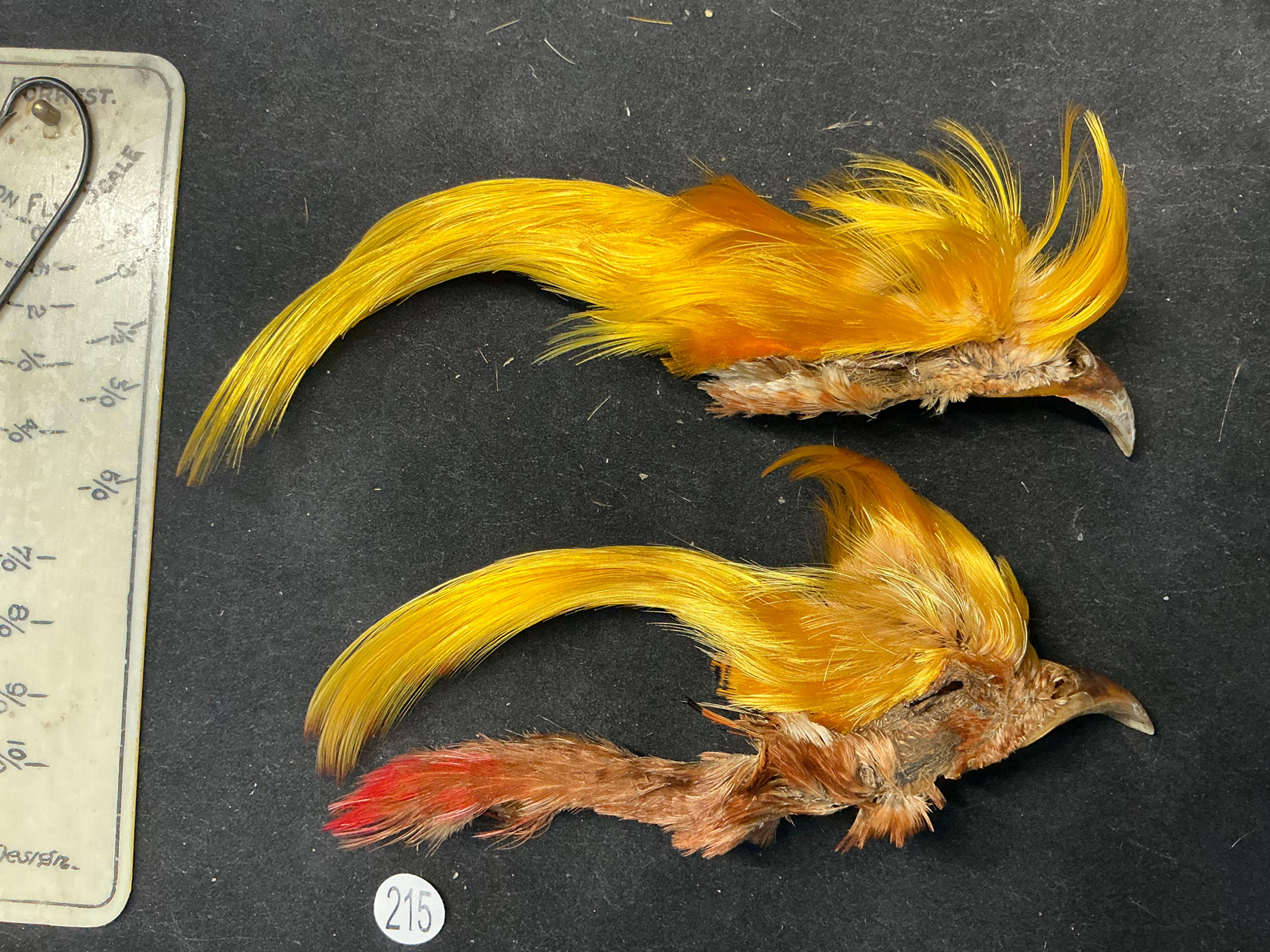 Golden Pheasant Topping lot 215