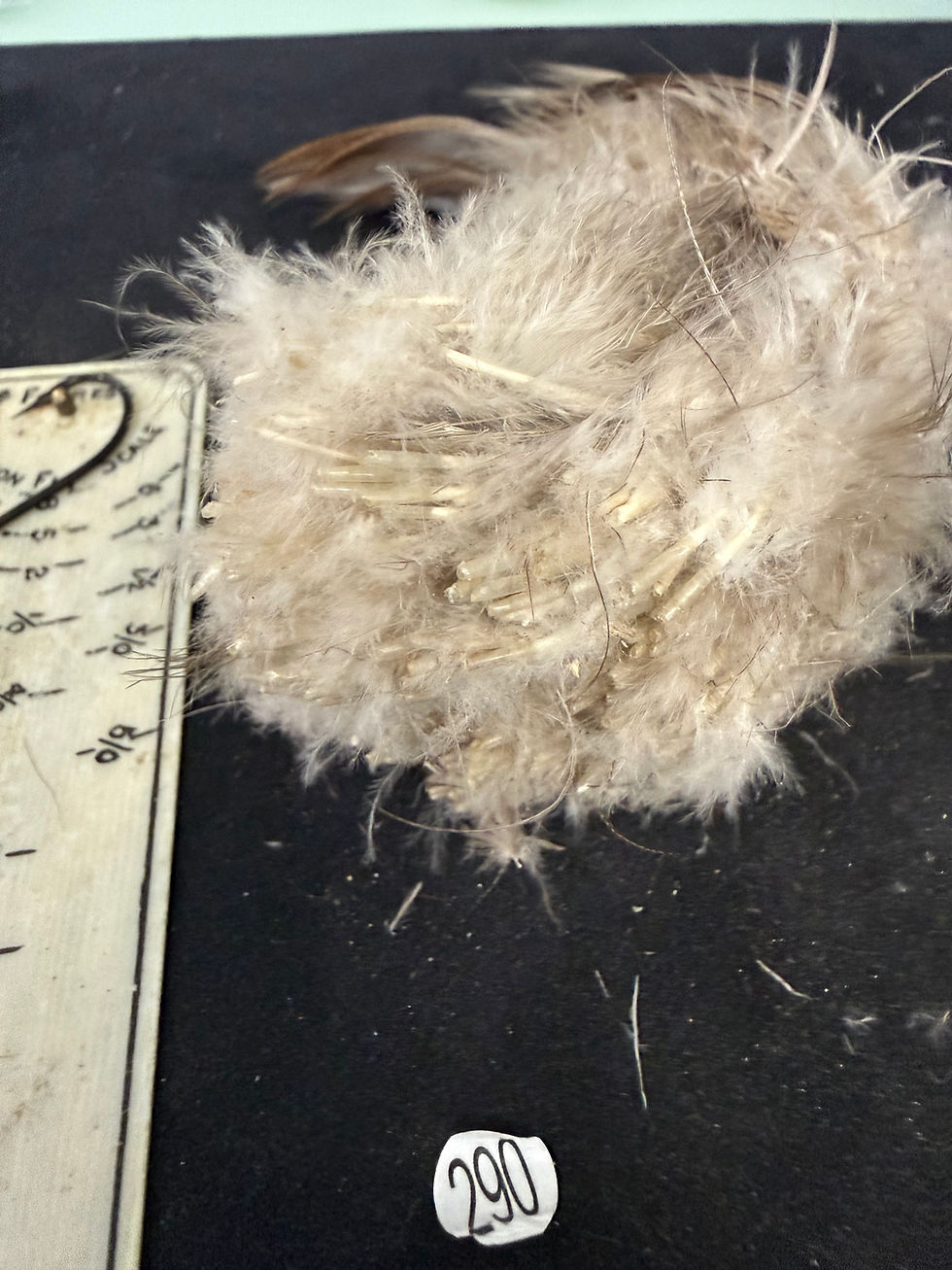 Thumbnail: Vintage Large Clump of  Bronze Mallard Duck feathers 290