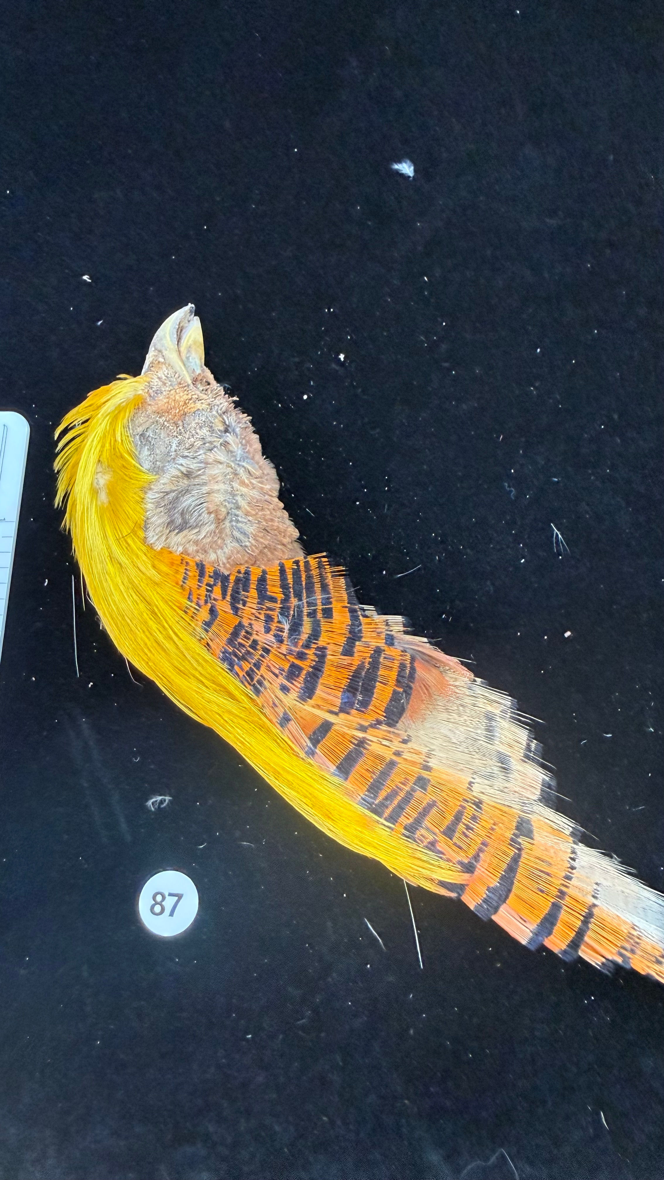 Super Quality Golden Pheasant Toppings/Crests Tippets #87
