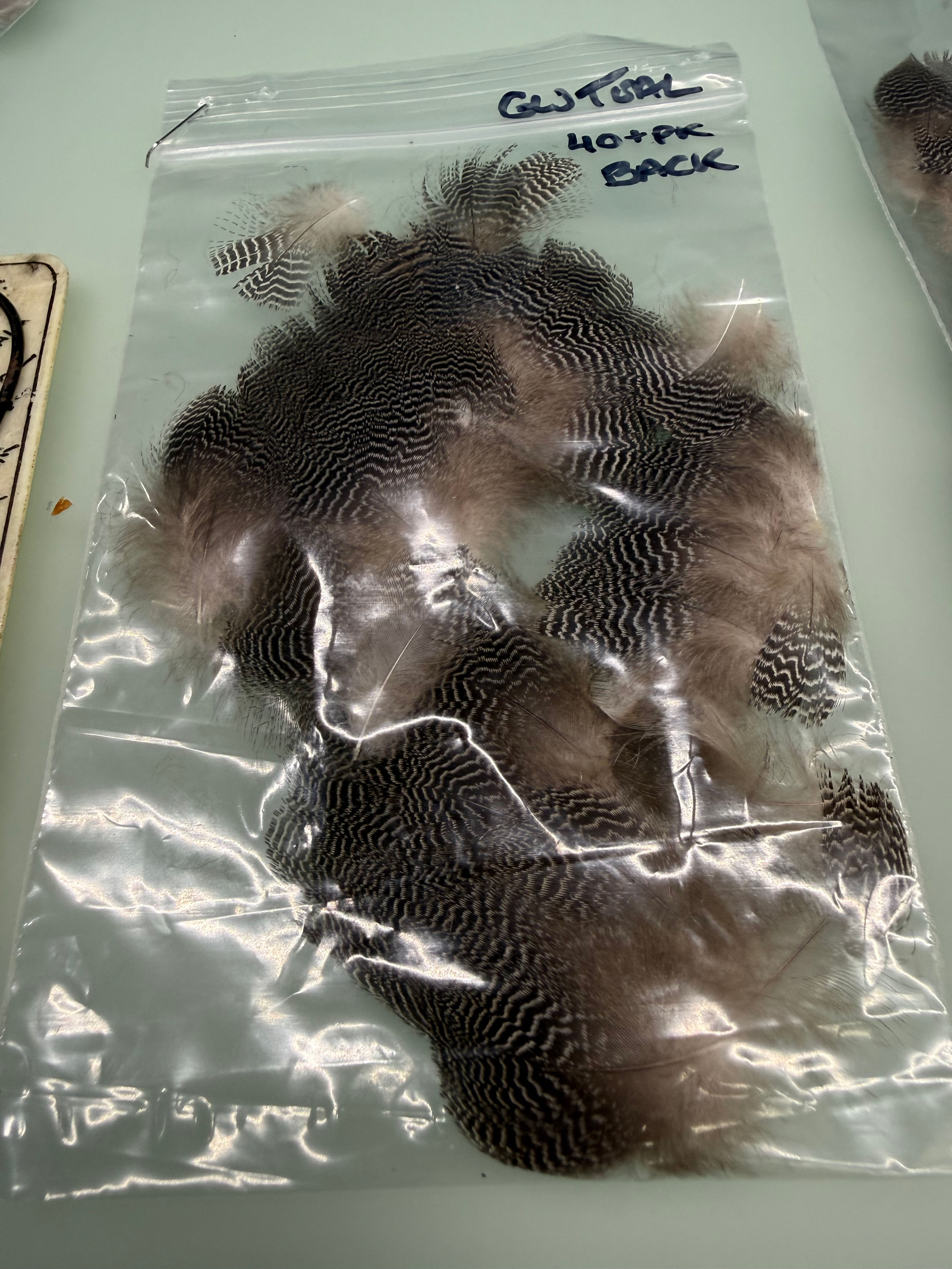 Green Wing Teal  Barred Back  Feather s 40+ sets #41