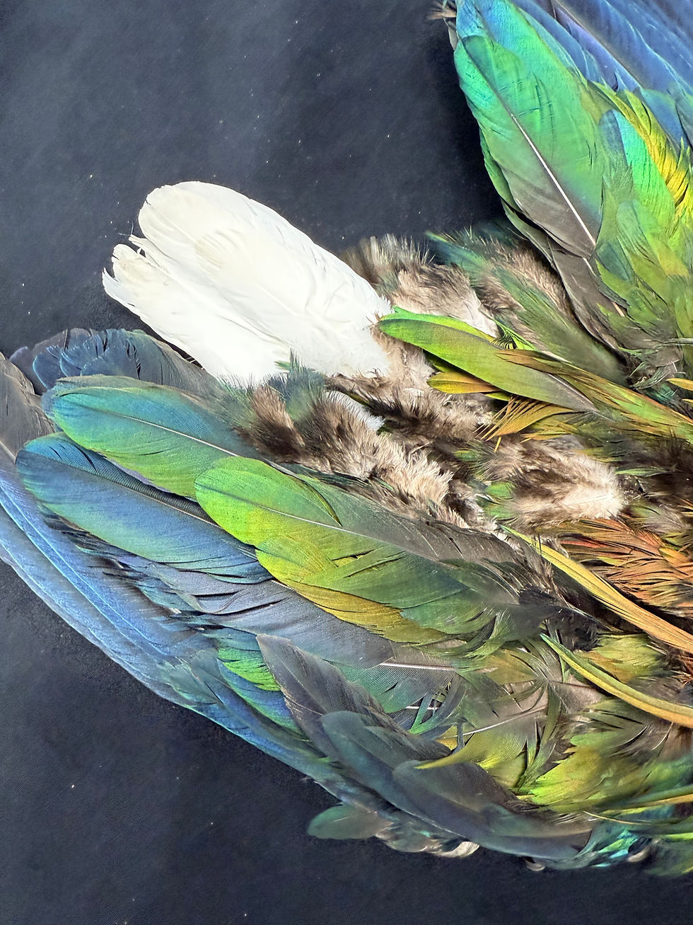 Thumbnail: Nicobar Fruit Pigeon Bird skin