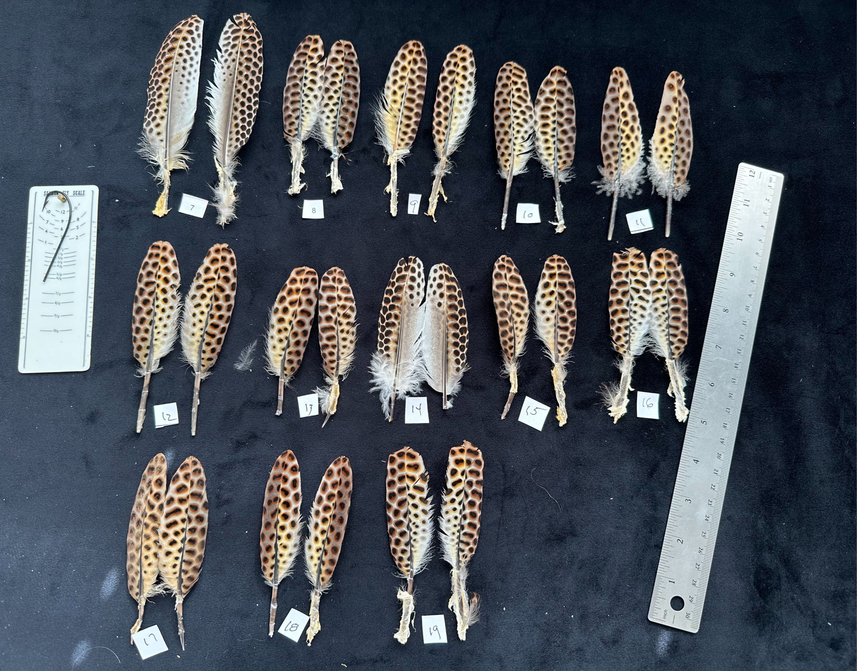 Great Argus Pheasant wing covert feathers