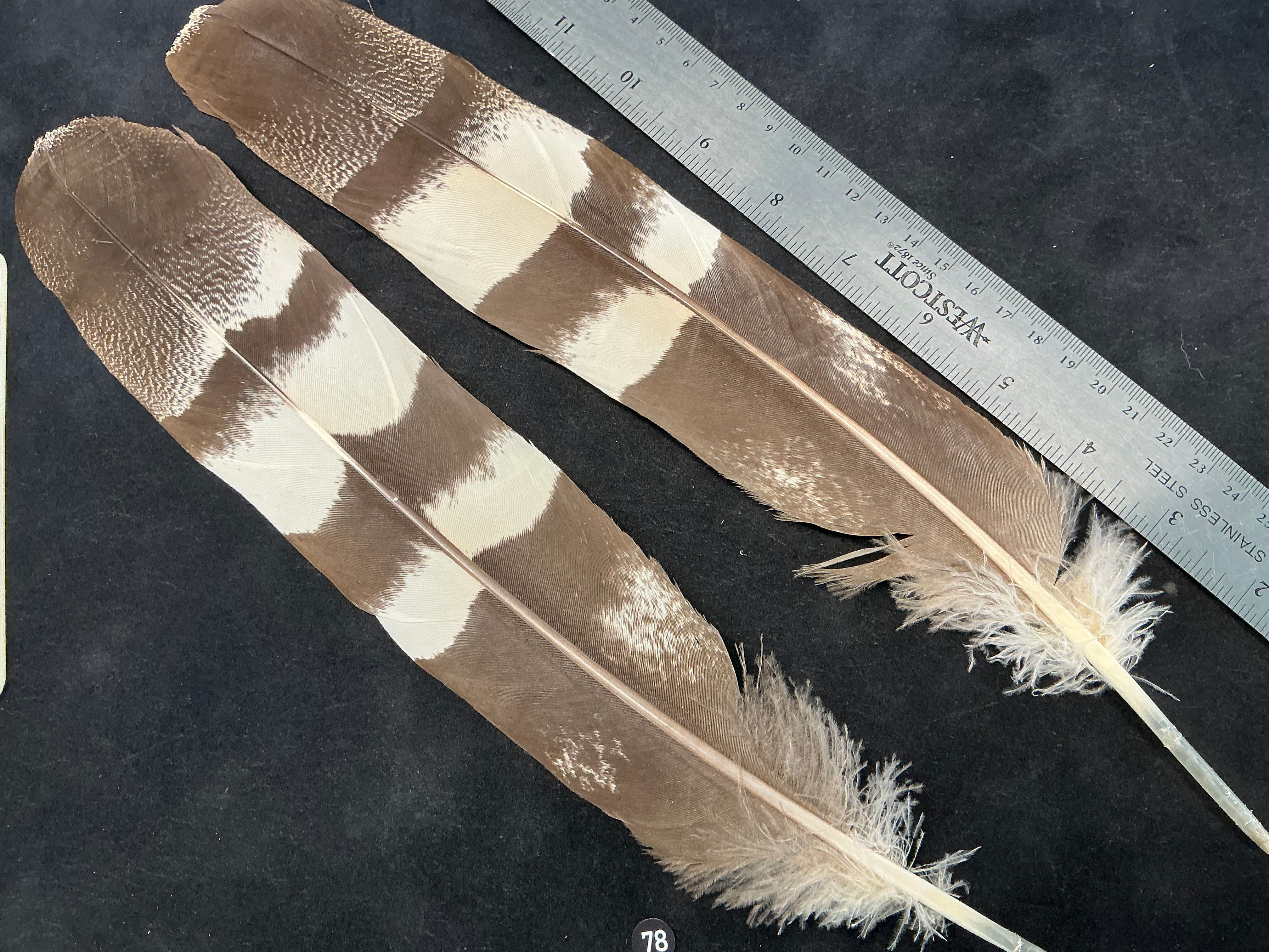 Kori Bustard tail  feathers  as shown 7/0+ #78