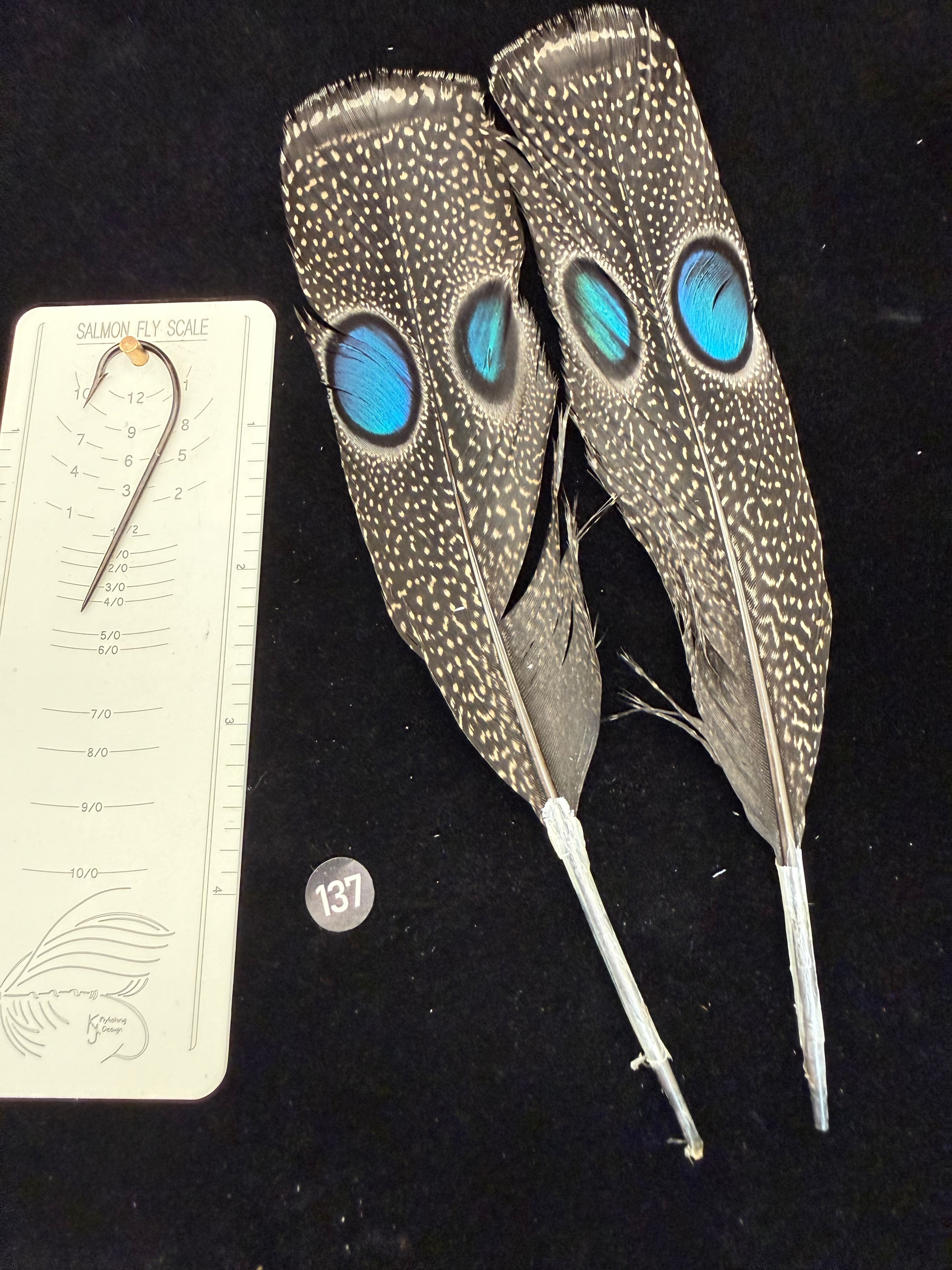 Peacock Pheasant Double Eye Tail Feathers #137