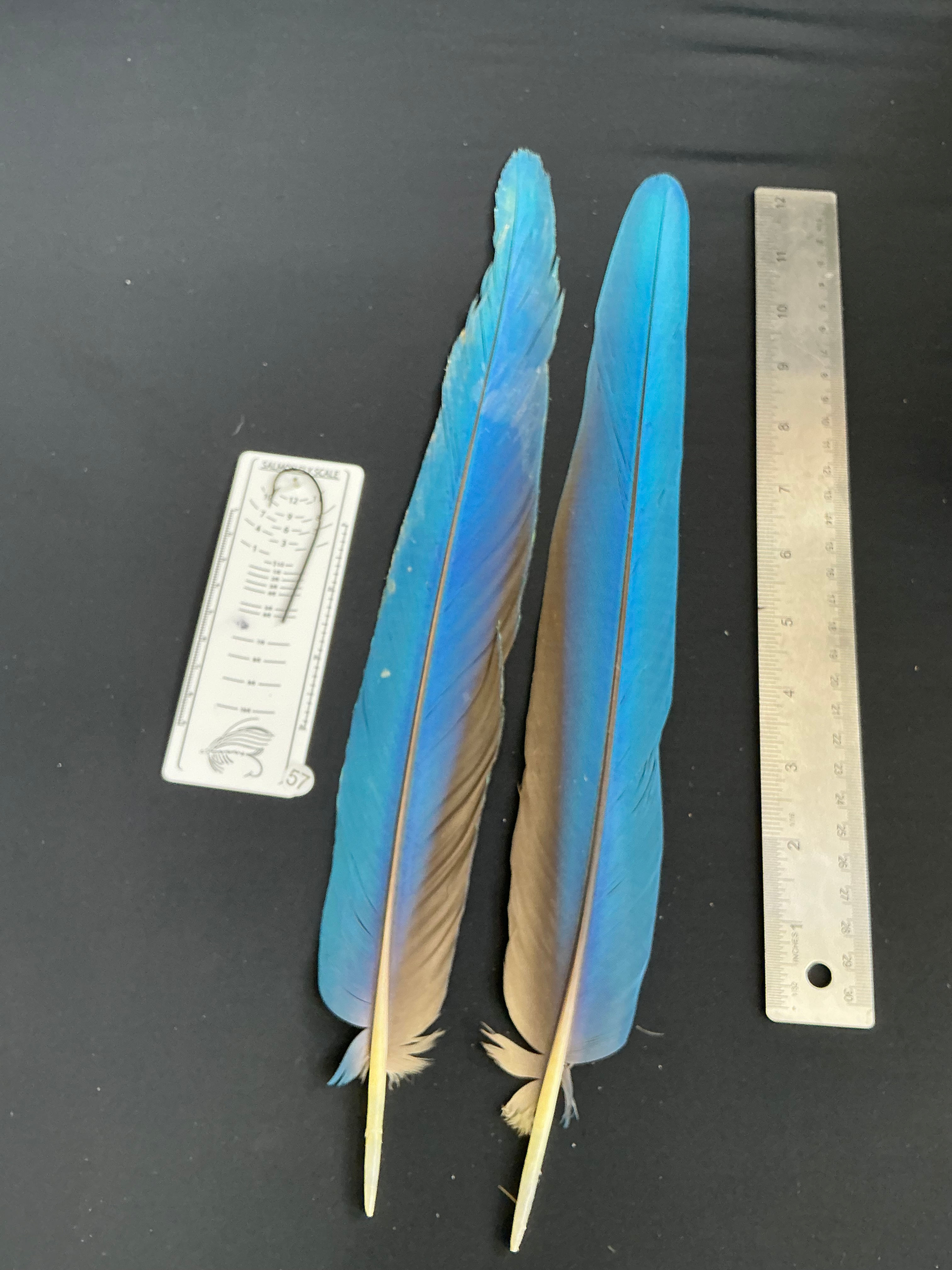 Macaw tail feathers #57