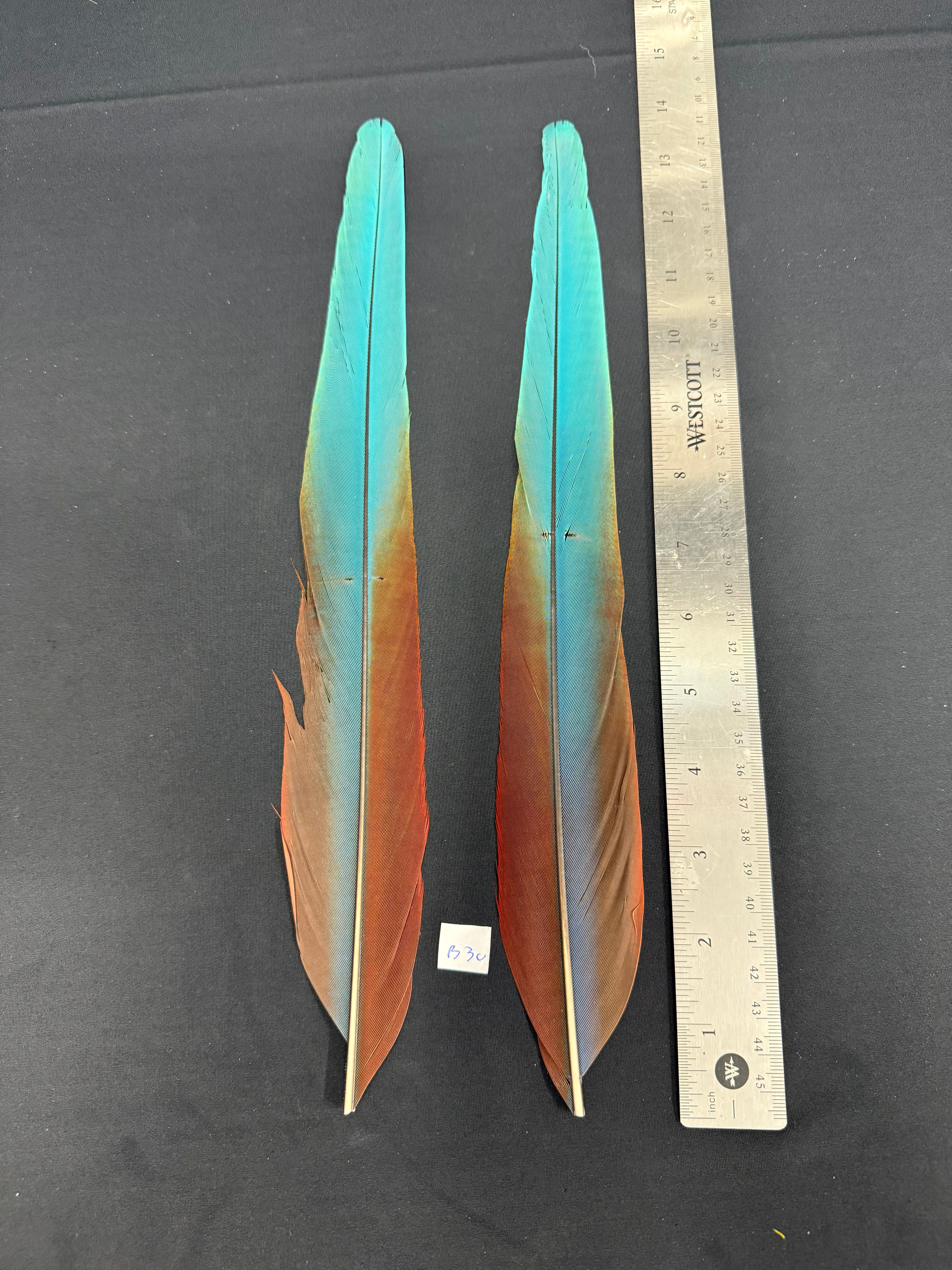 Macaw tail feathers  14" B30