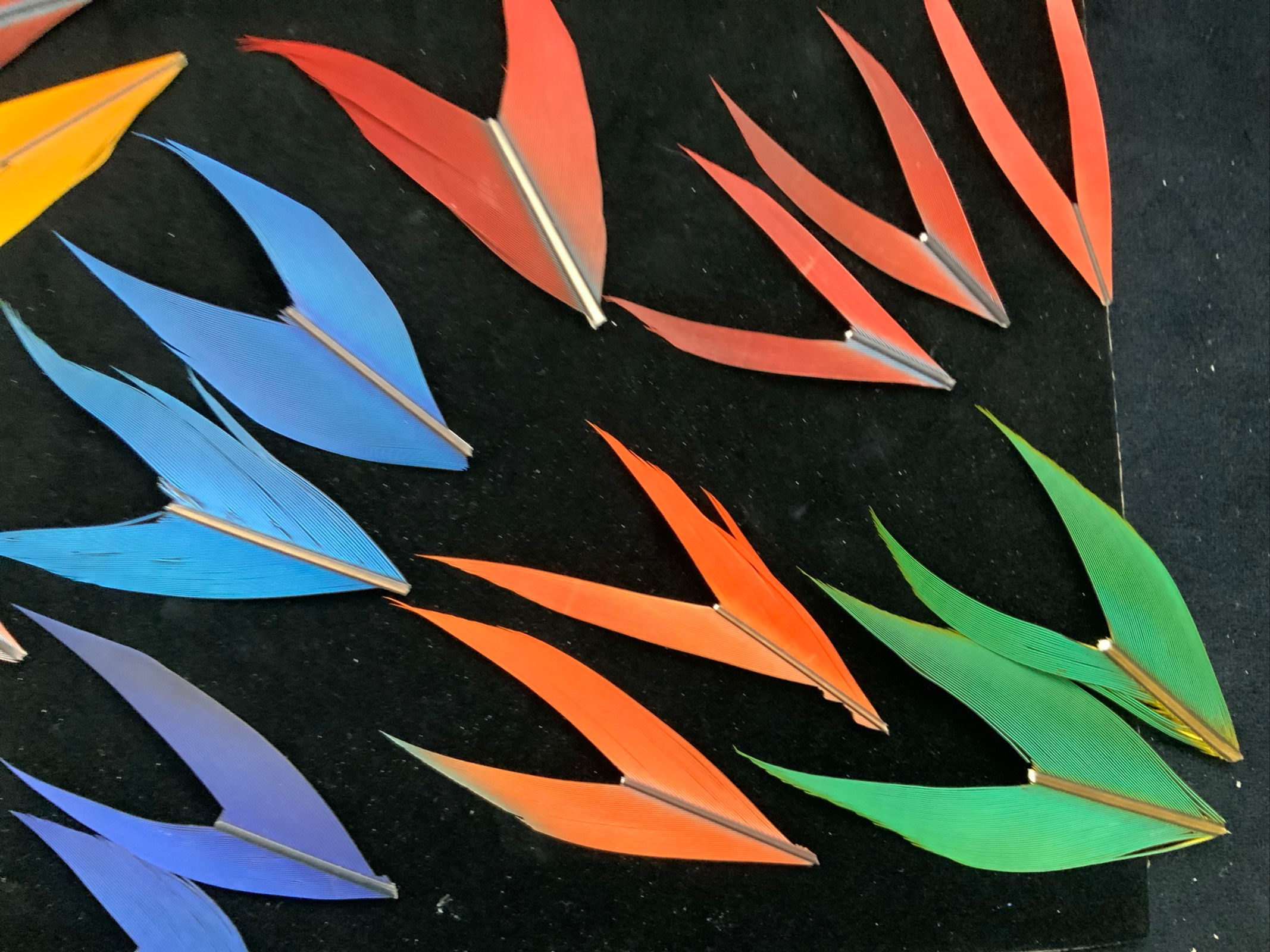 Macaw tail feathers