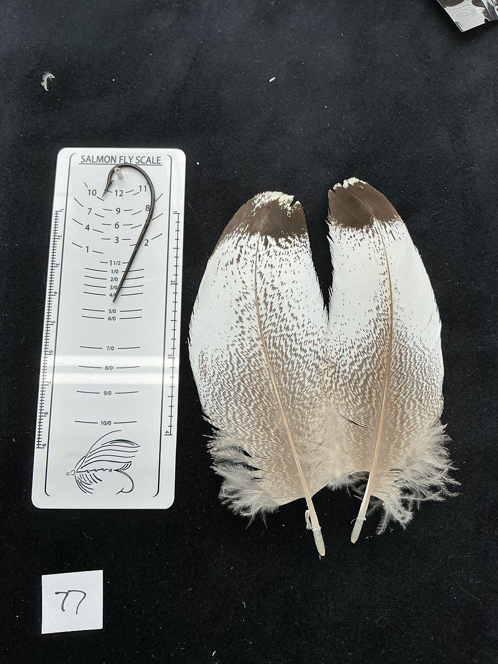 Thumbnail: Kori Bustard feather pairs as seen in pictures.