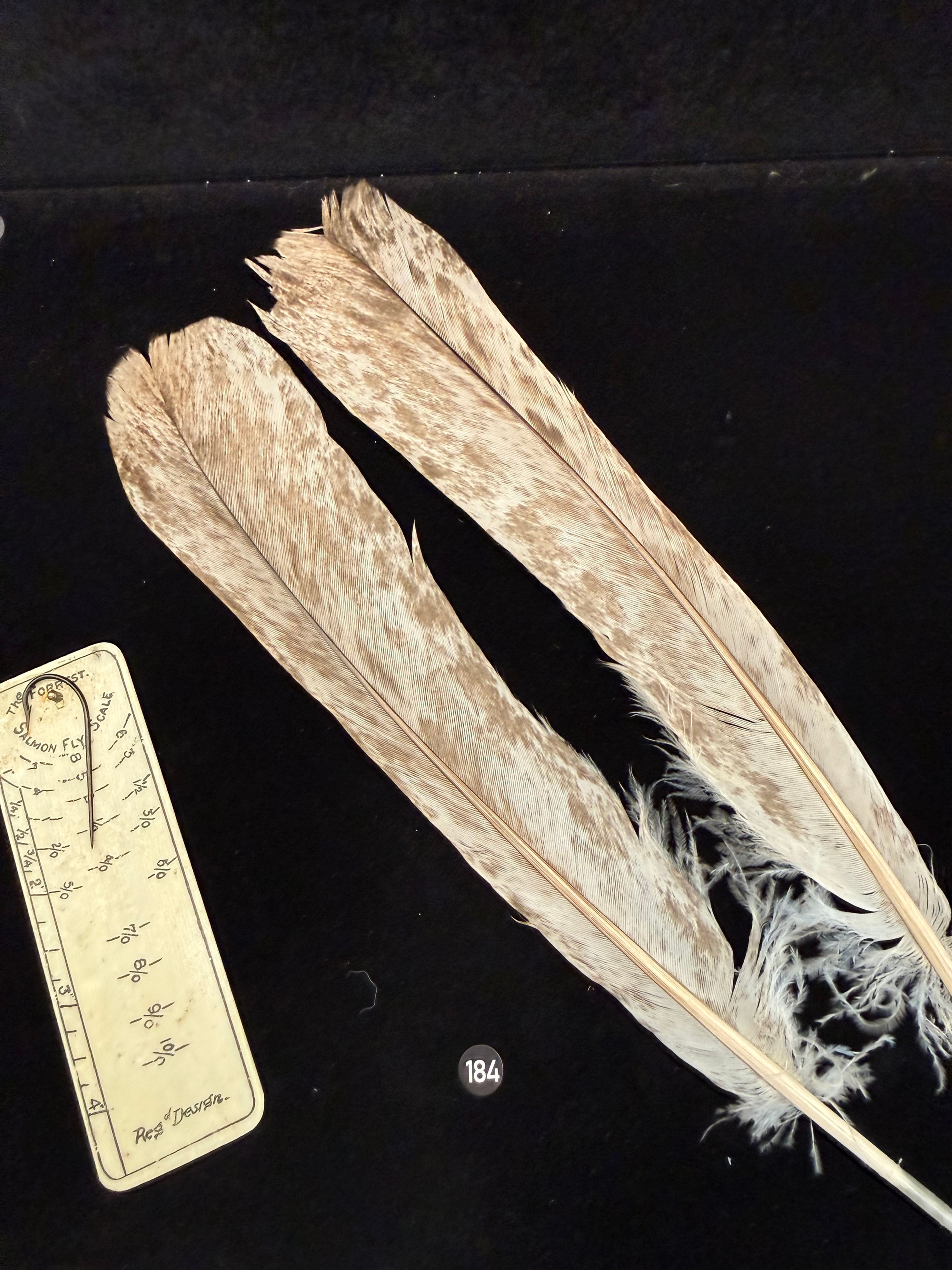 Lucas/Cullen Collection Dun Splash Turkey Tail Feathers 184