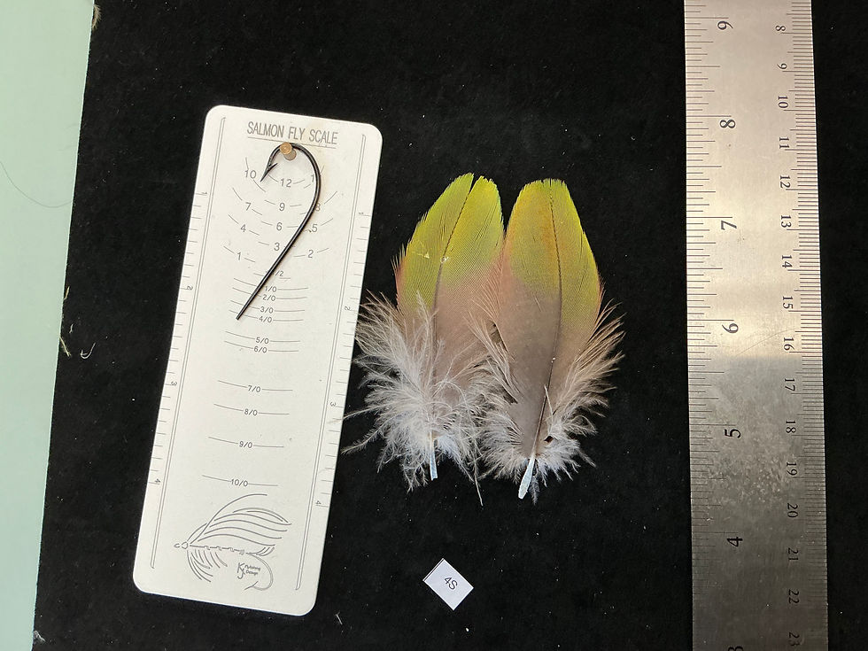 Thumbnail: Matched  parrot feathers for  Salmon Flies 4P-5D