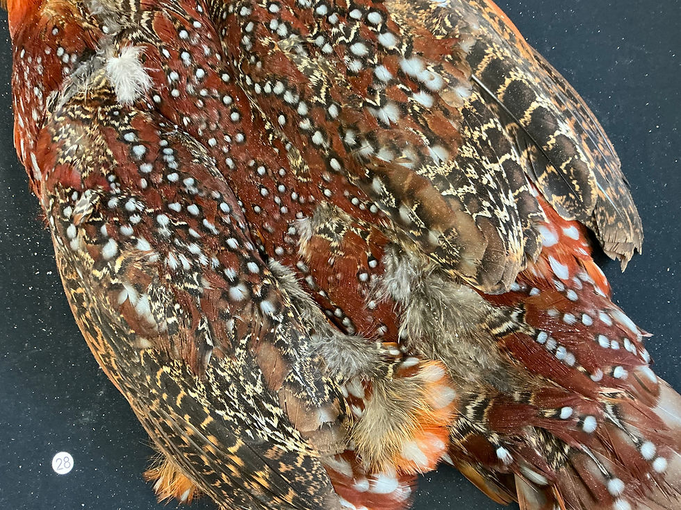 Thumbnail: Temminck's Tragopan bird skin 28