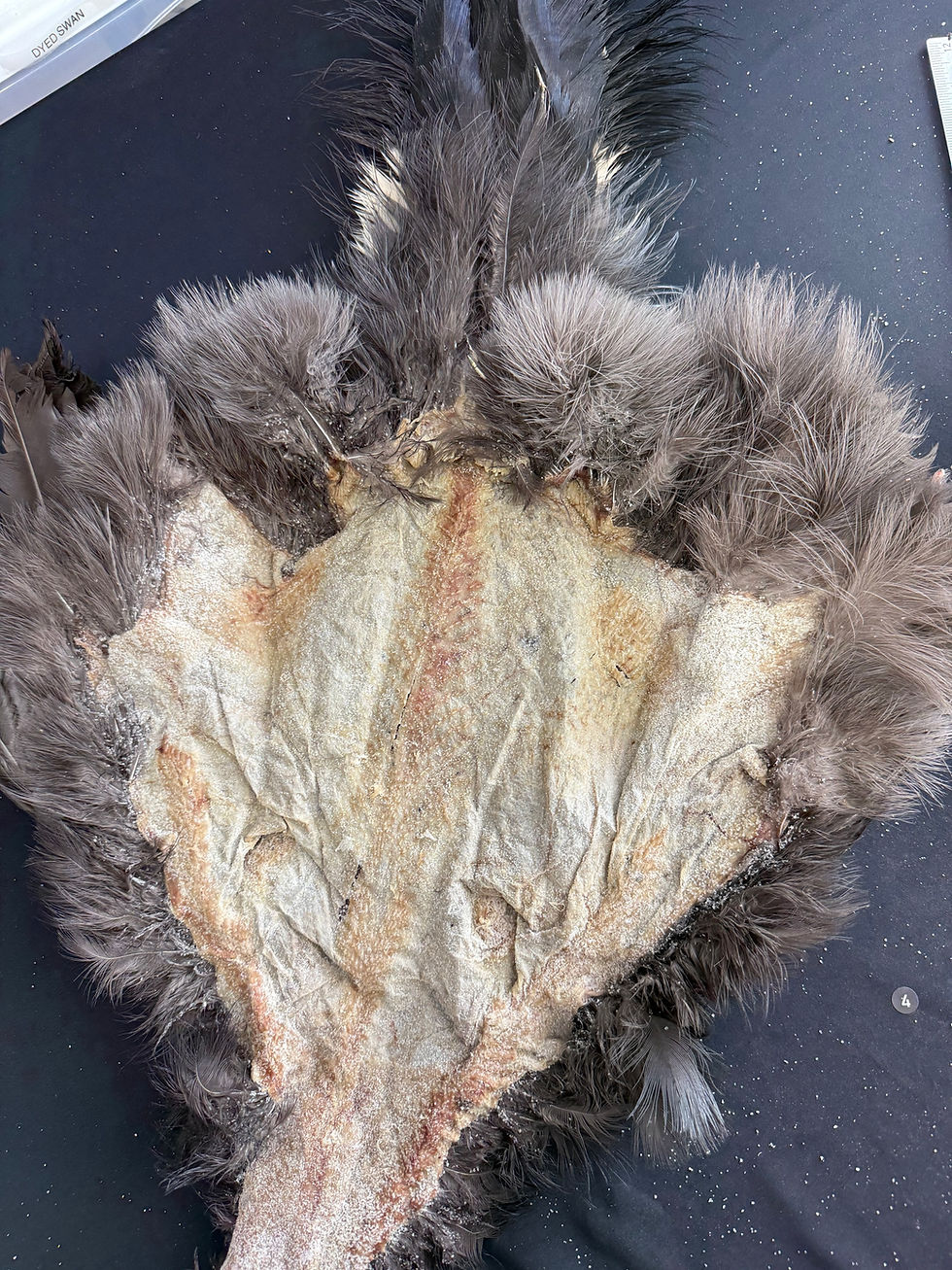 Thumbnail: Blue Eared Pheasant bird skin 4