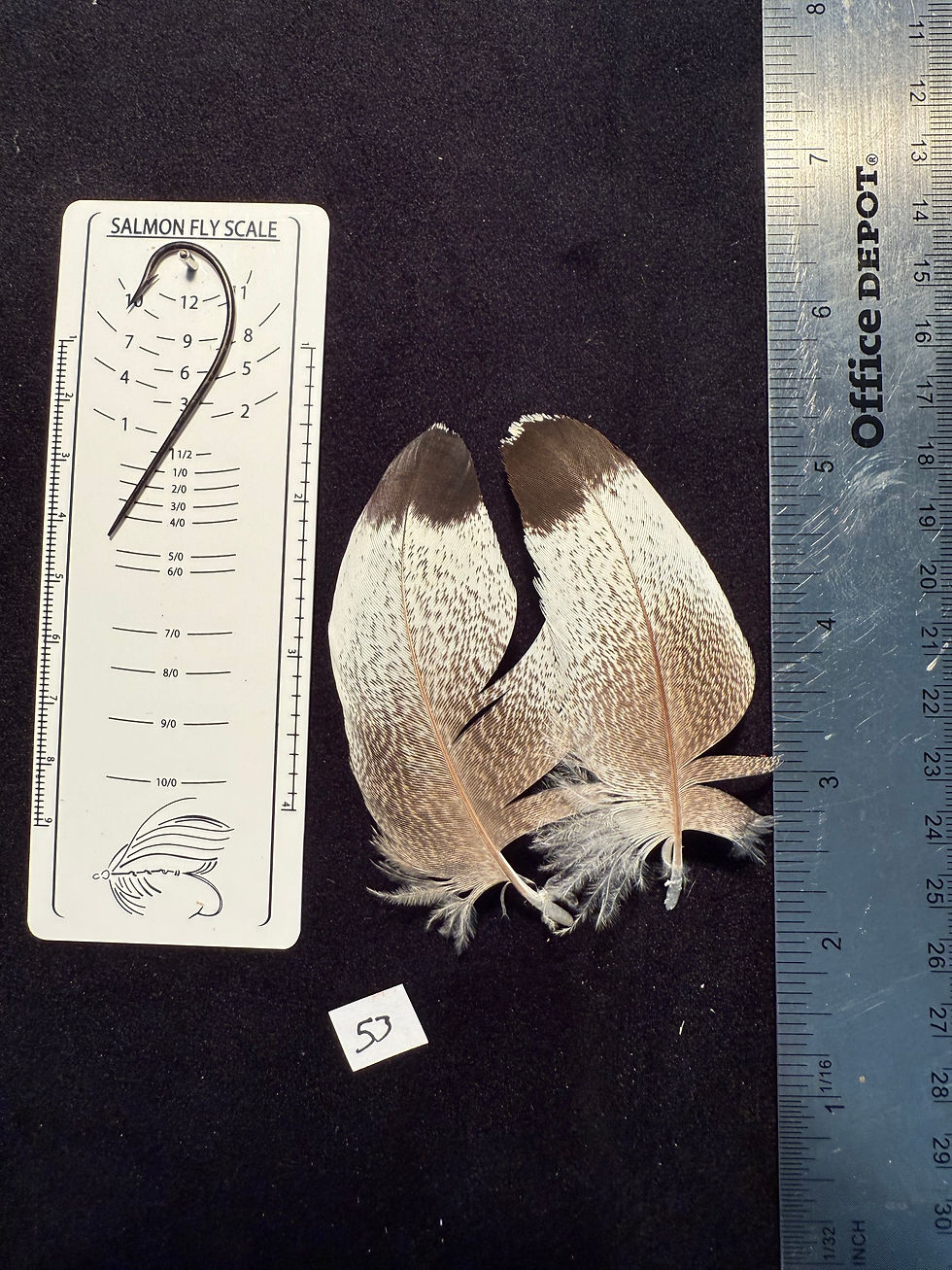 Thumbnail: Kori Bustard feather pairs as see in pictures.