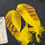Thumbnail: Florican Bustard dyed Feathers  as shown 8/0+ #88