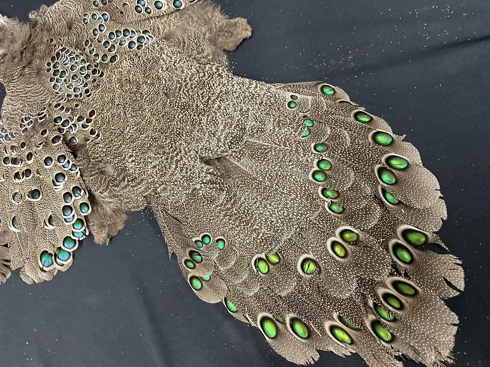 Thumbnail: BEAUTIFUL Grey Peacock Pheasant Bird skin #2