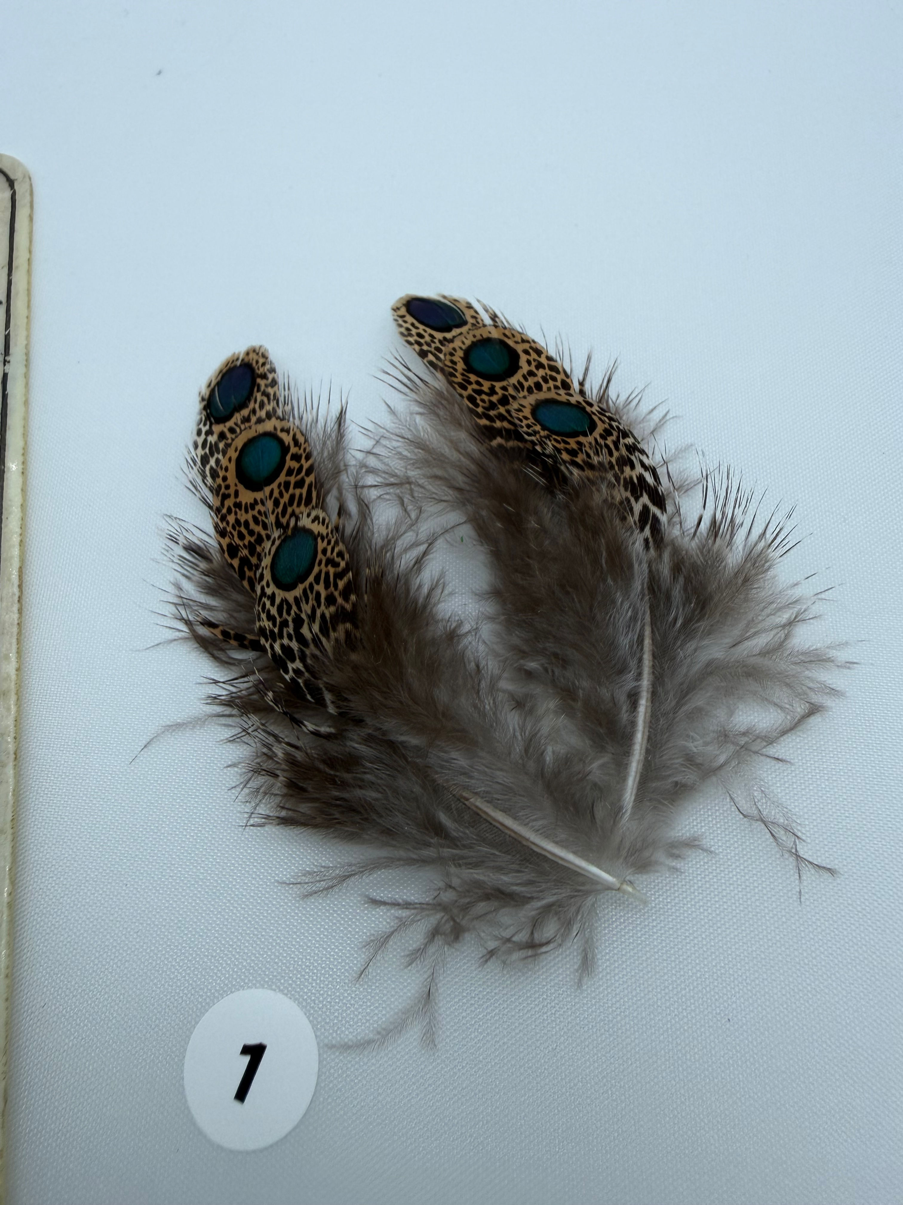 Malayan Peacock Pheasant  Eye Feathers (3 pair) #1
